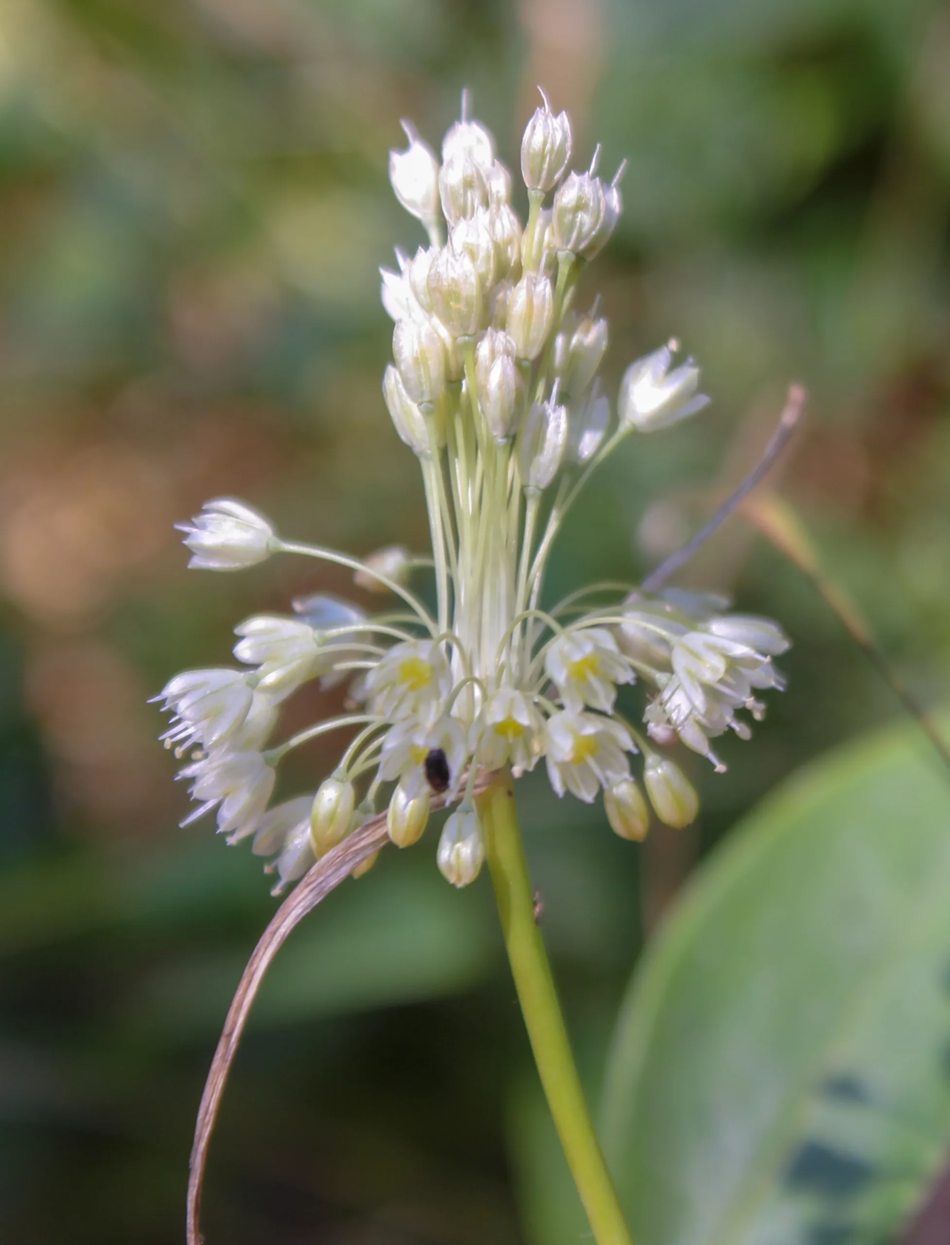 Allium longispathum