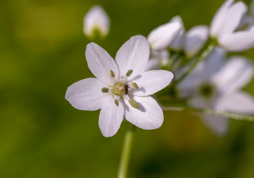 Allium neapolitanum