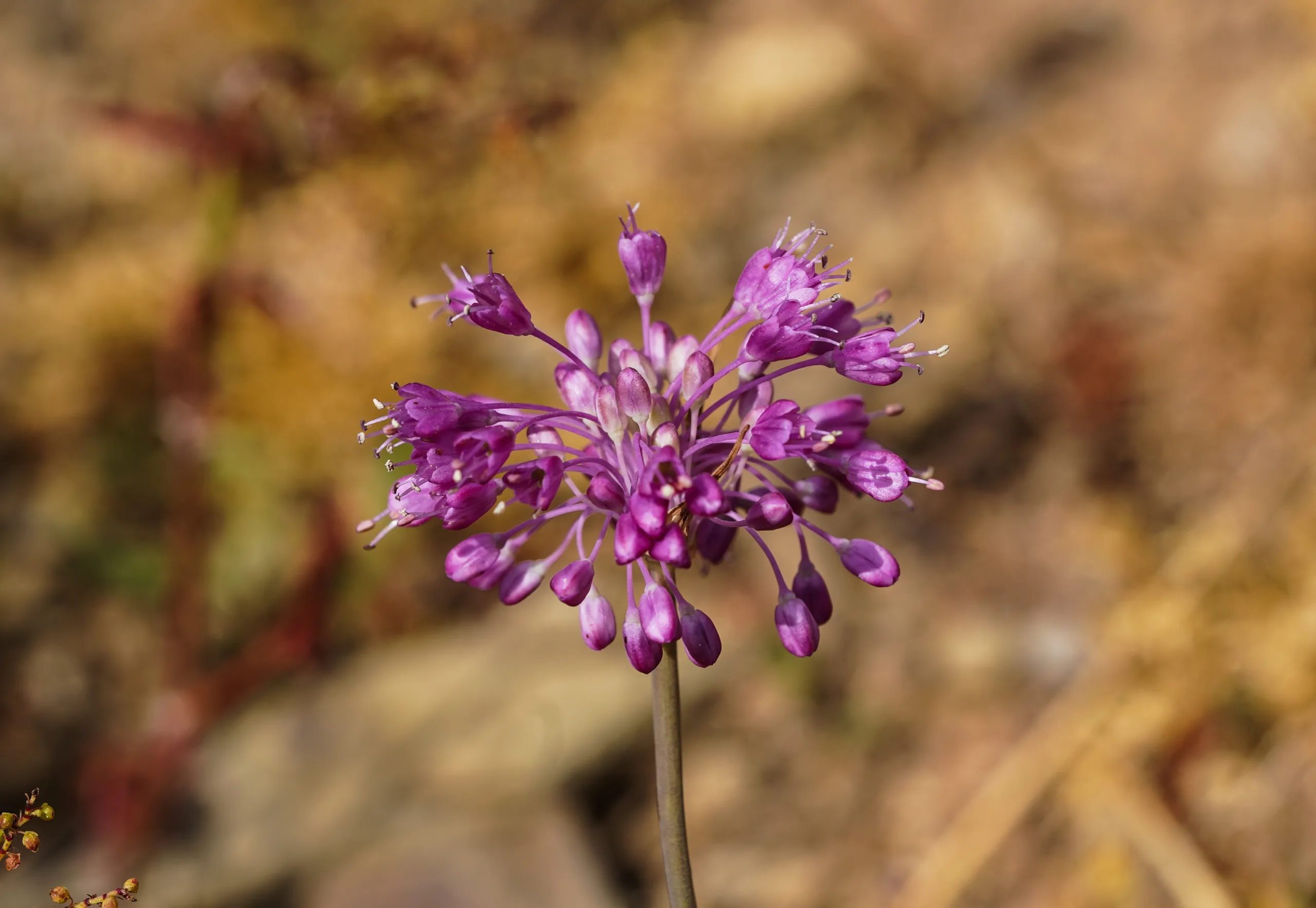 Allium olympicum (Uludağ soğanı)