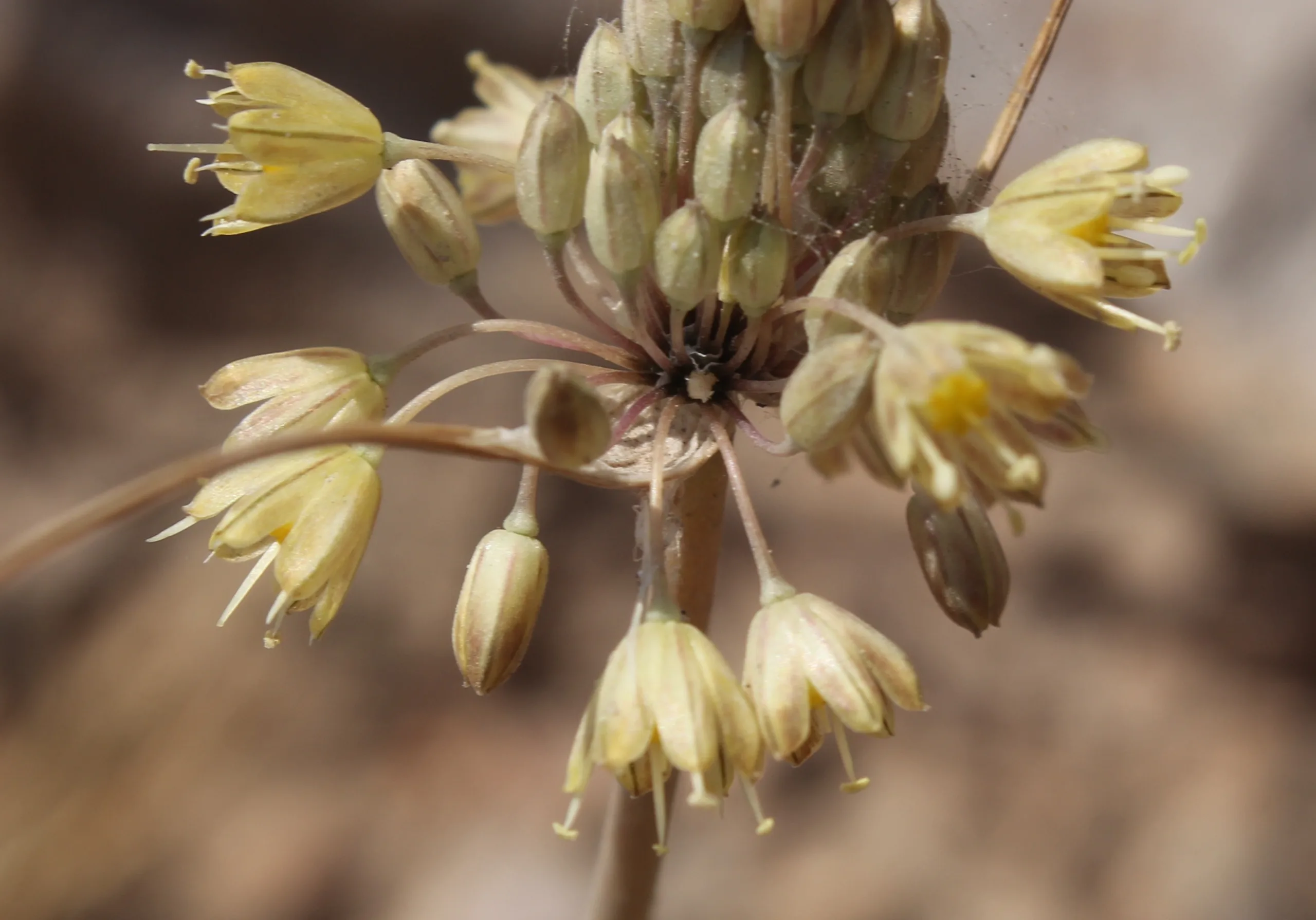 Allium phrygium