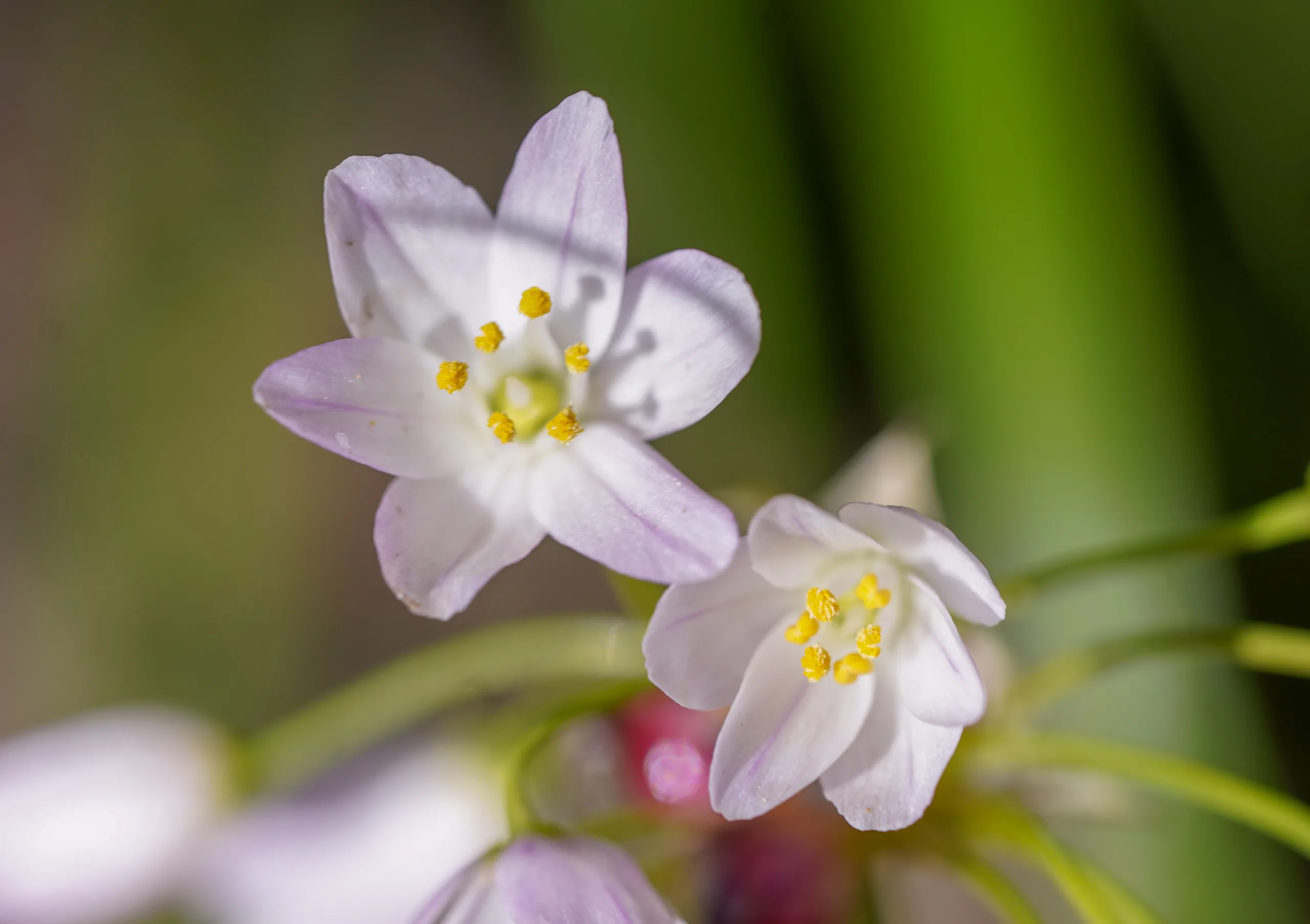 Allium roseum (Gül soğanı)