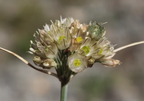 Allium rupestre
