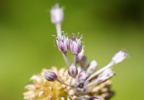 Allium vineale