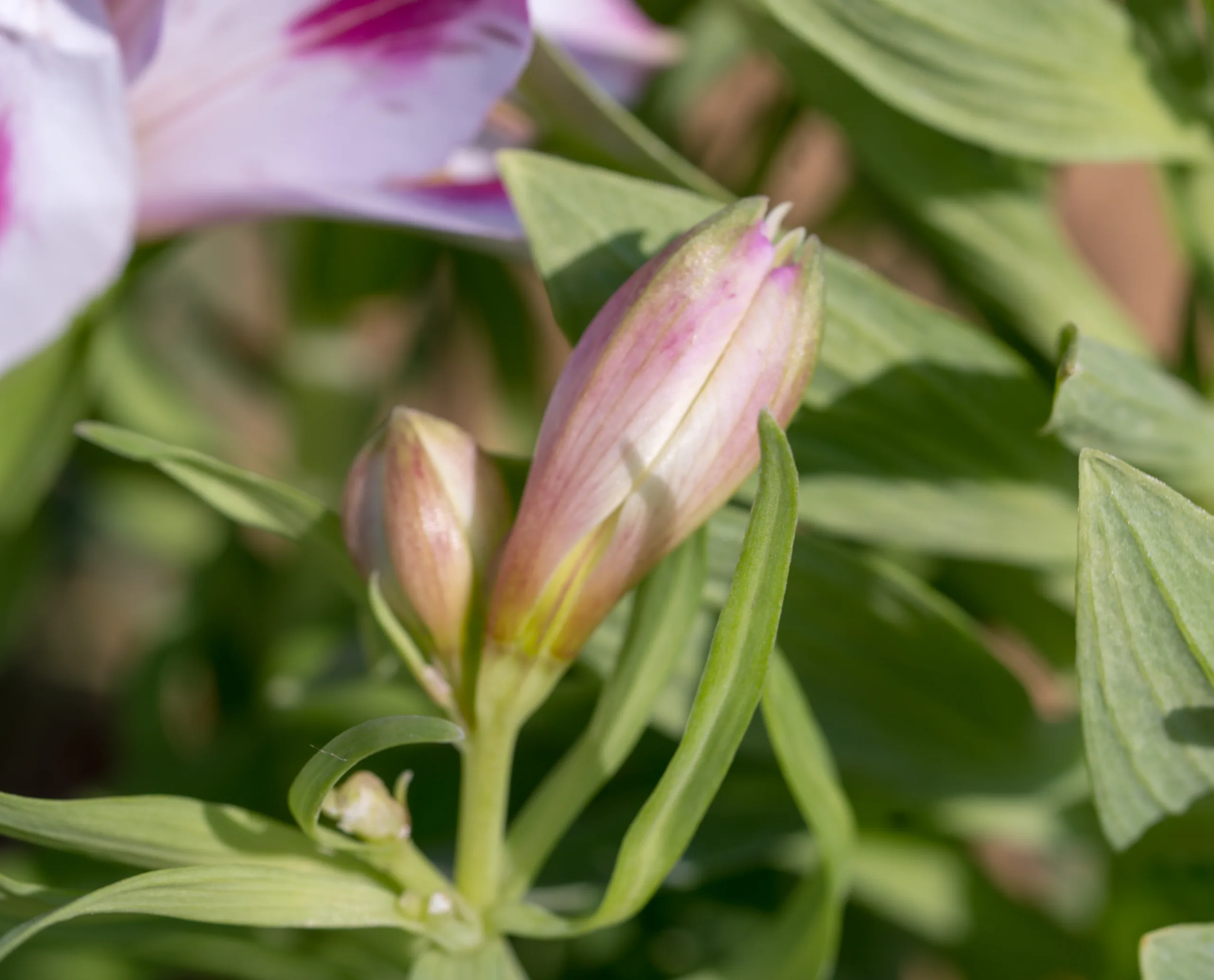 Alstroemeria aurea