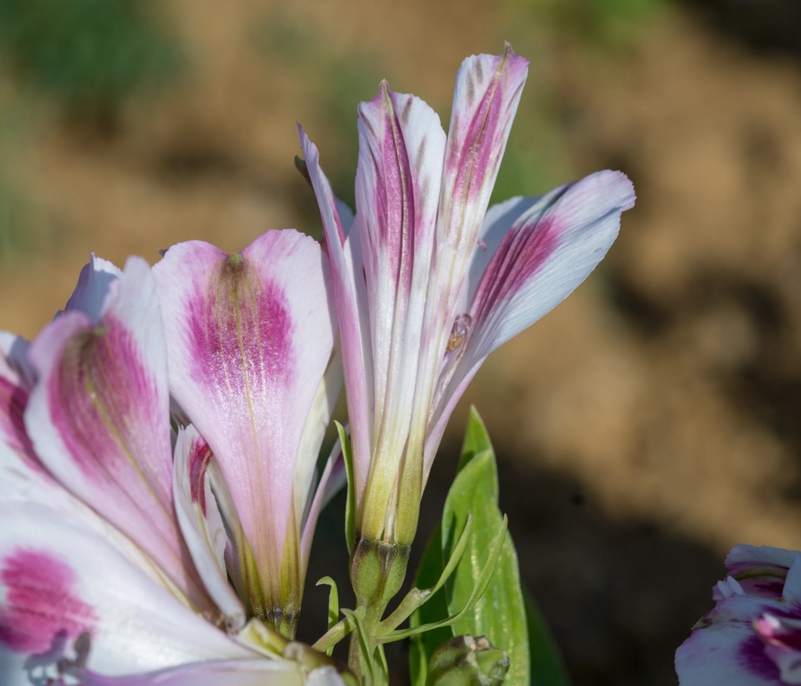 Alstroemeria aurea