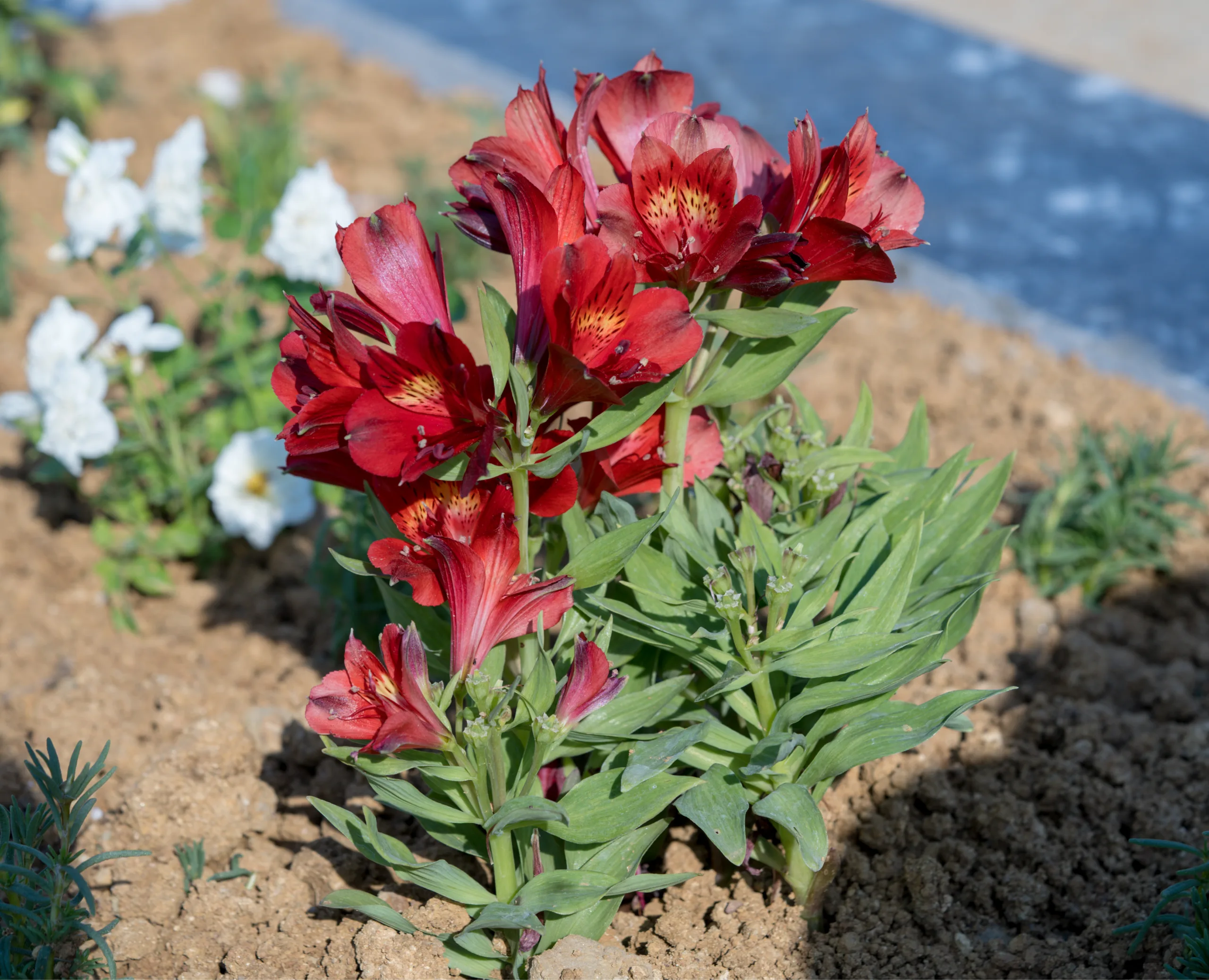 Alstroemeria aurea