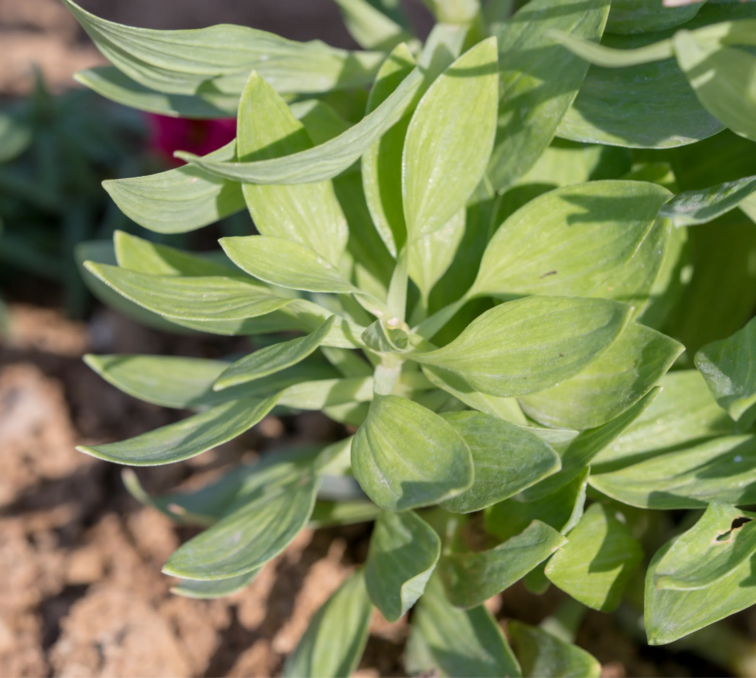 Alstroemeria aurea