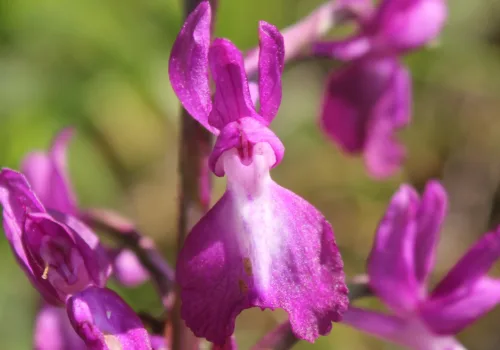 Anacamptis laxiflora