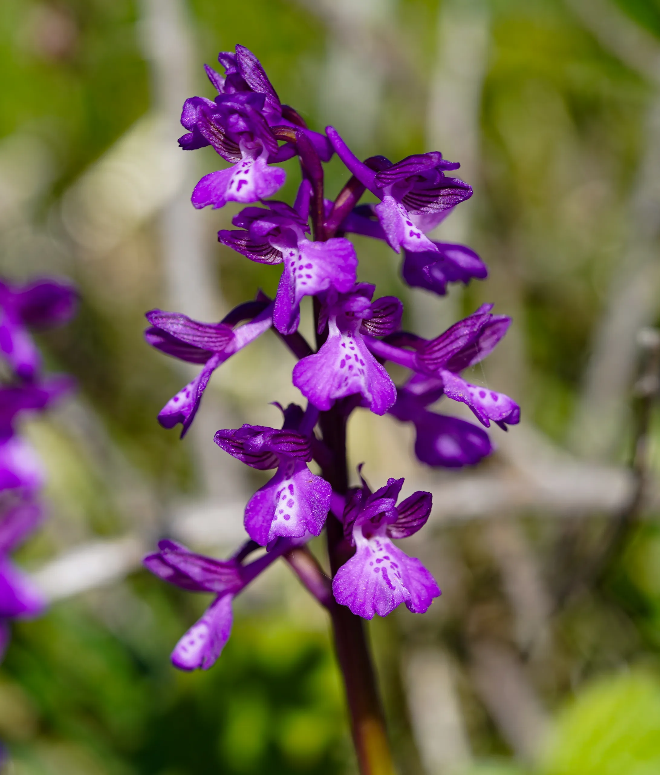Anacamptis morio