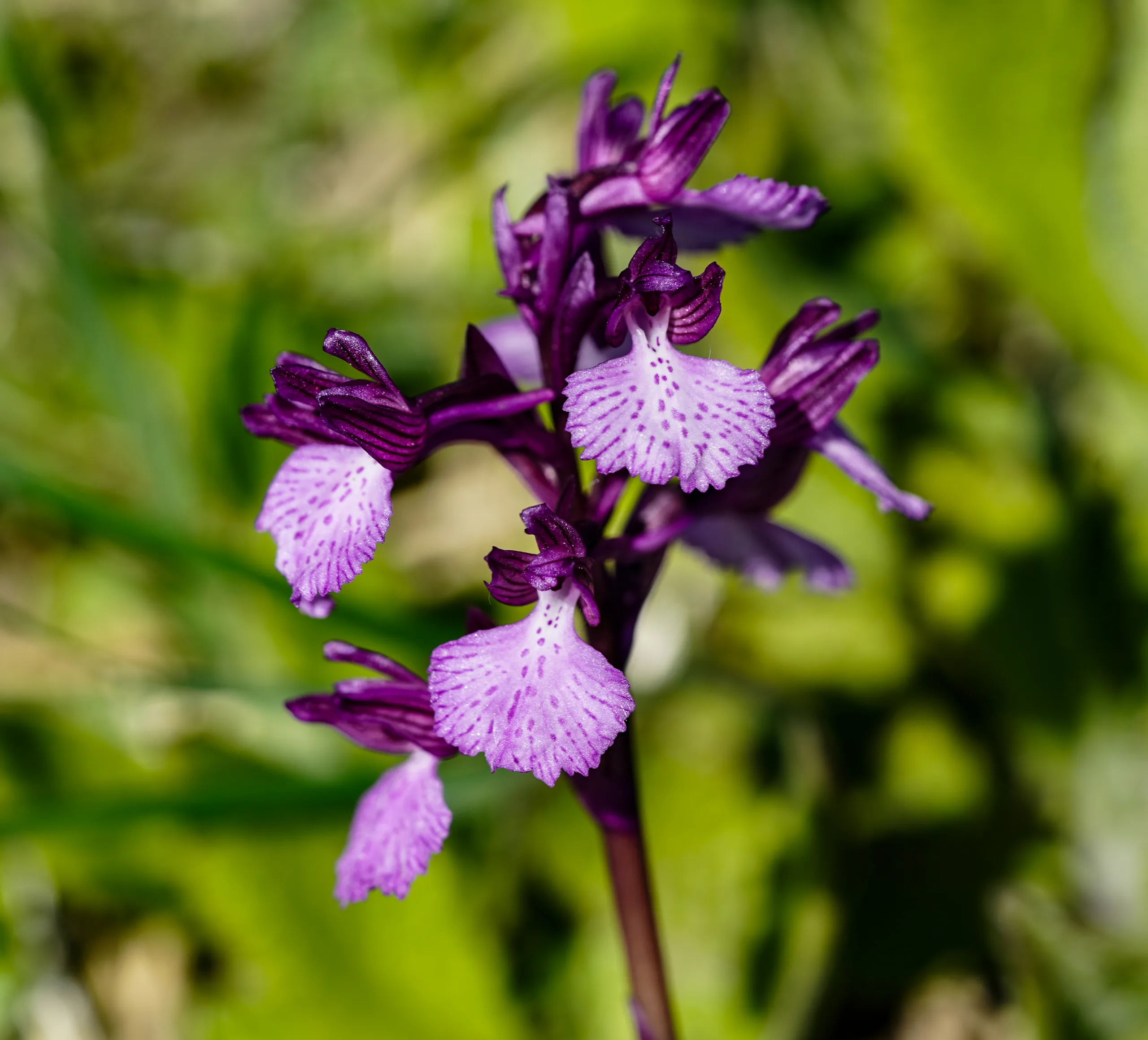 Anacamptis papilionacea