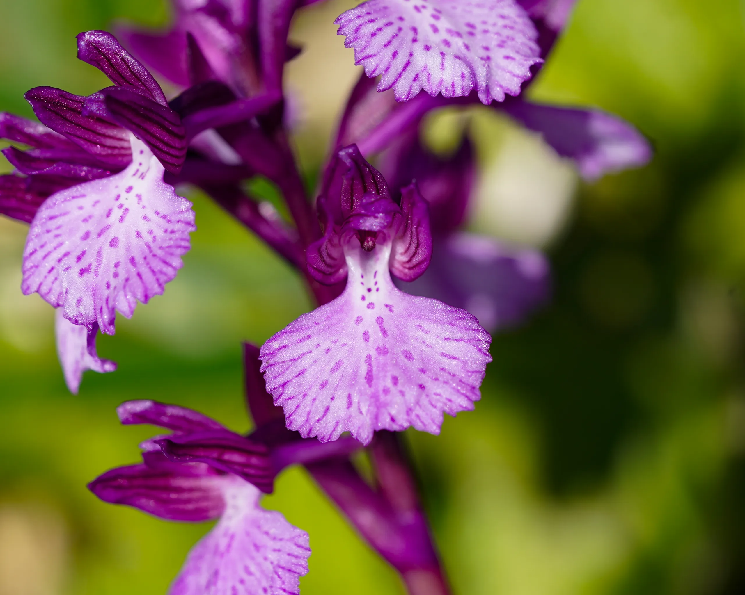 Anacamptis papilionacea (Kelebek orkidesi)