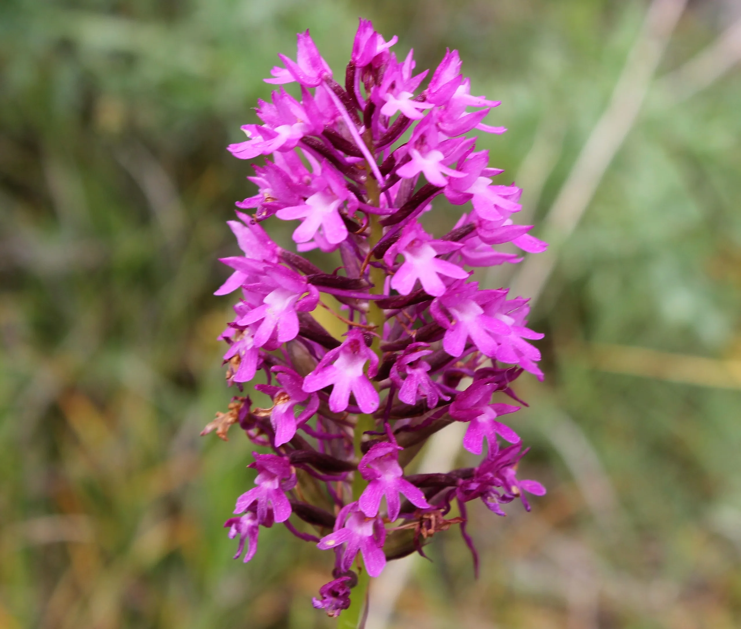 Anacamptis pyramidalis