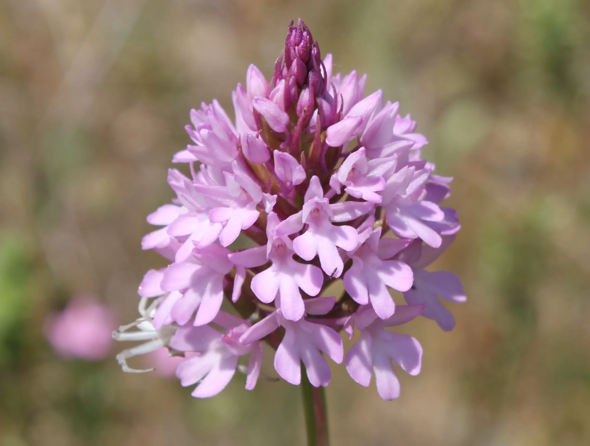 Anacamptis pyramidalis