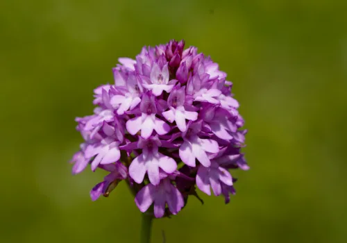 Anacamptis pyramidalis