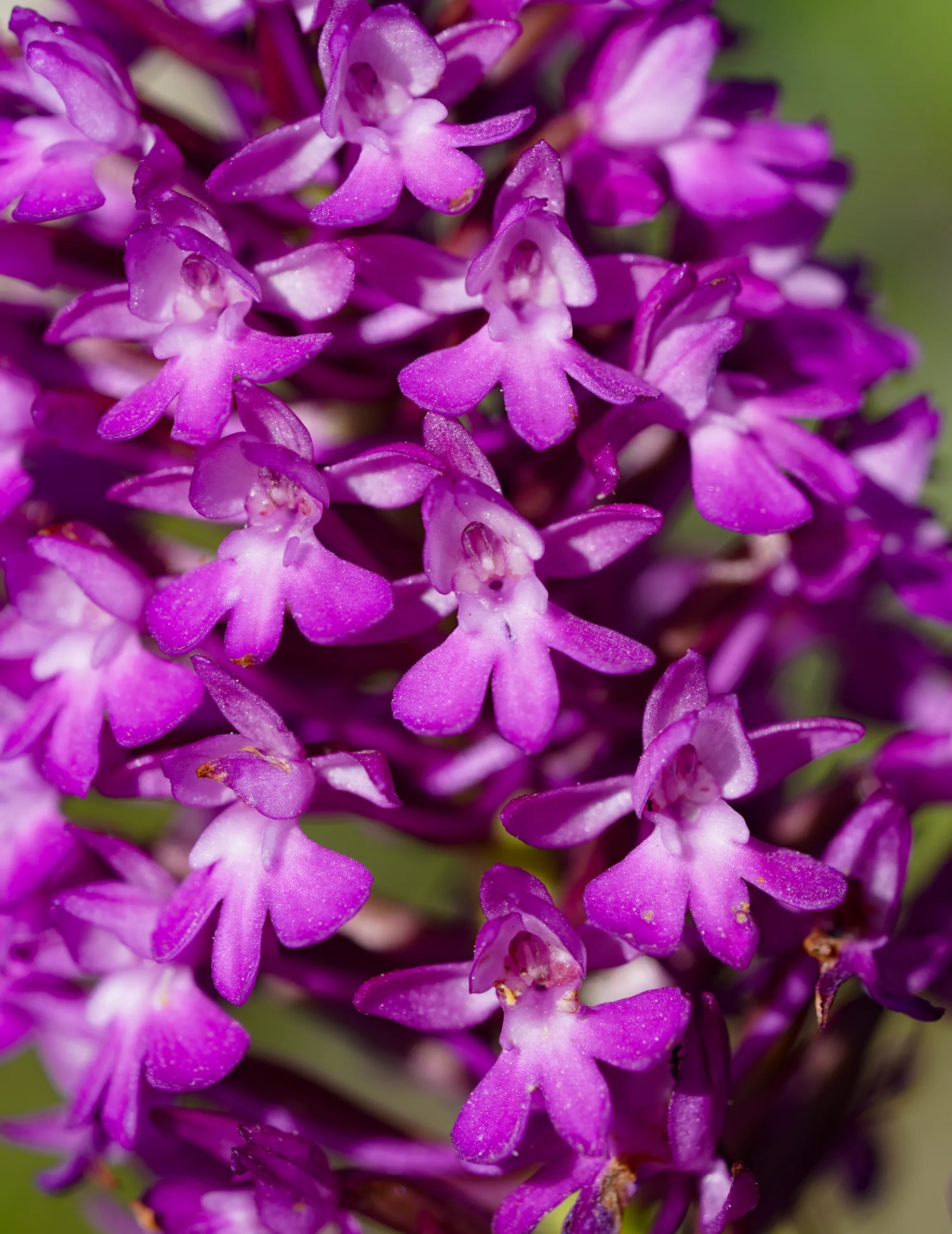 Anacamptis pyramidalis