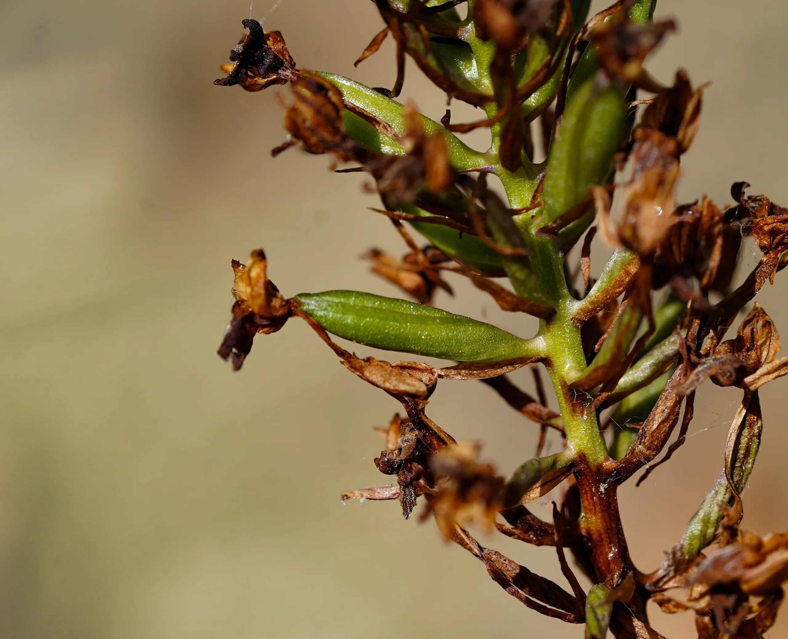 Anacamptis pyramidalis