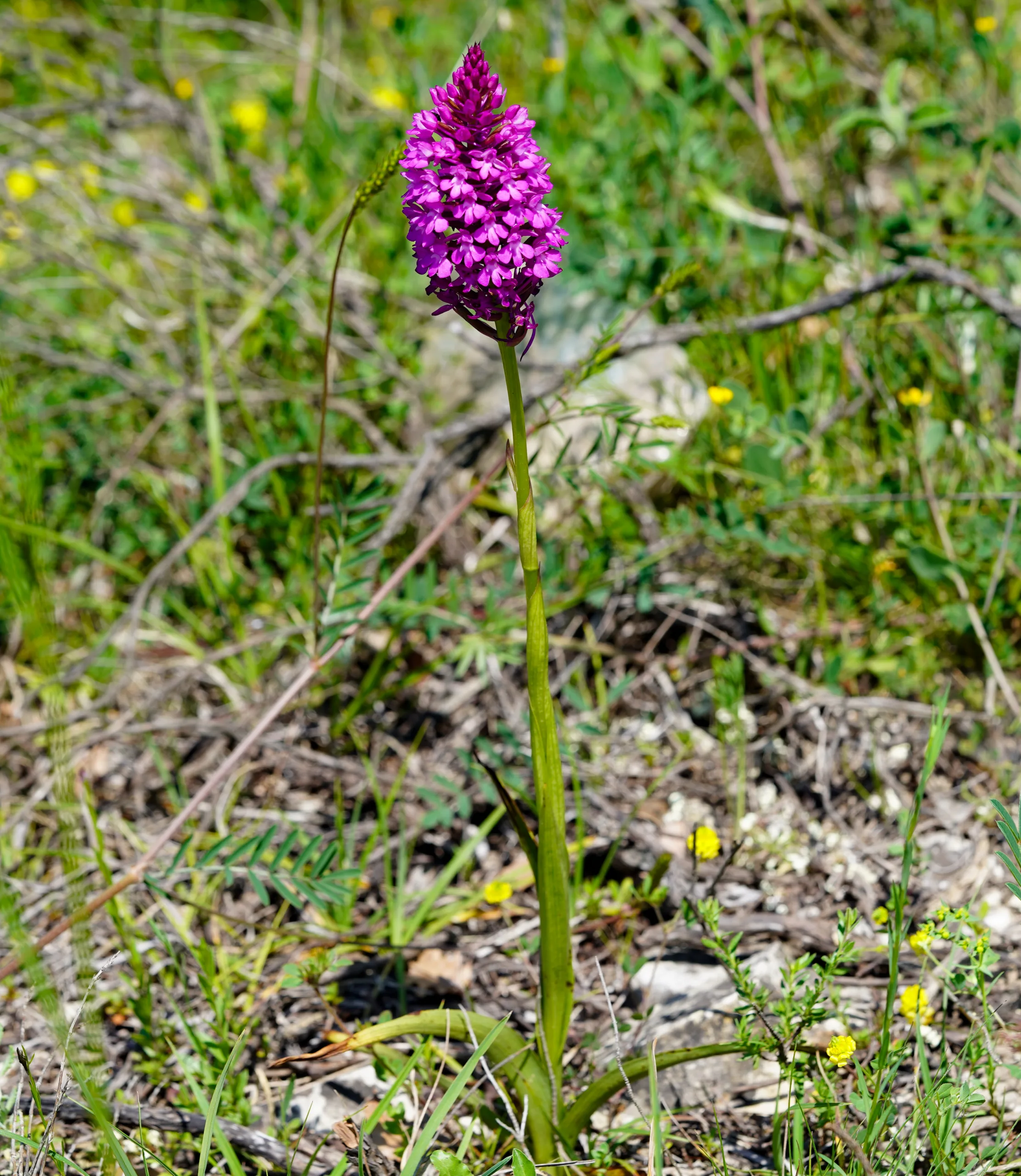 Anacamptis pyramidalis