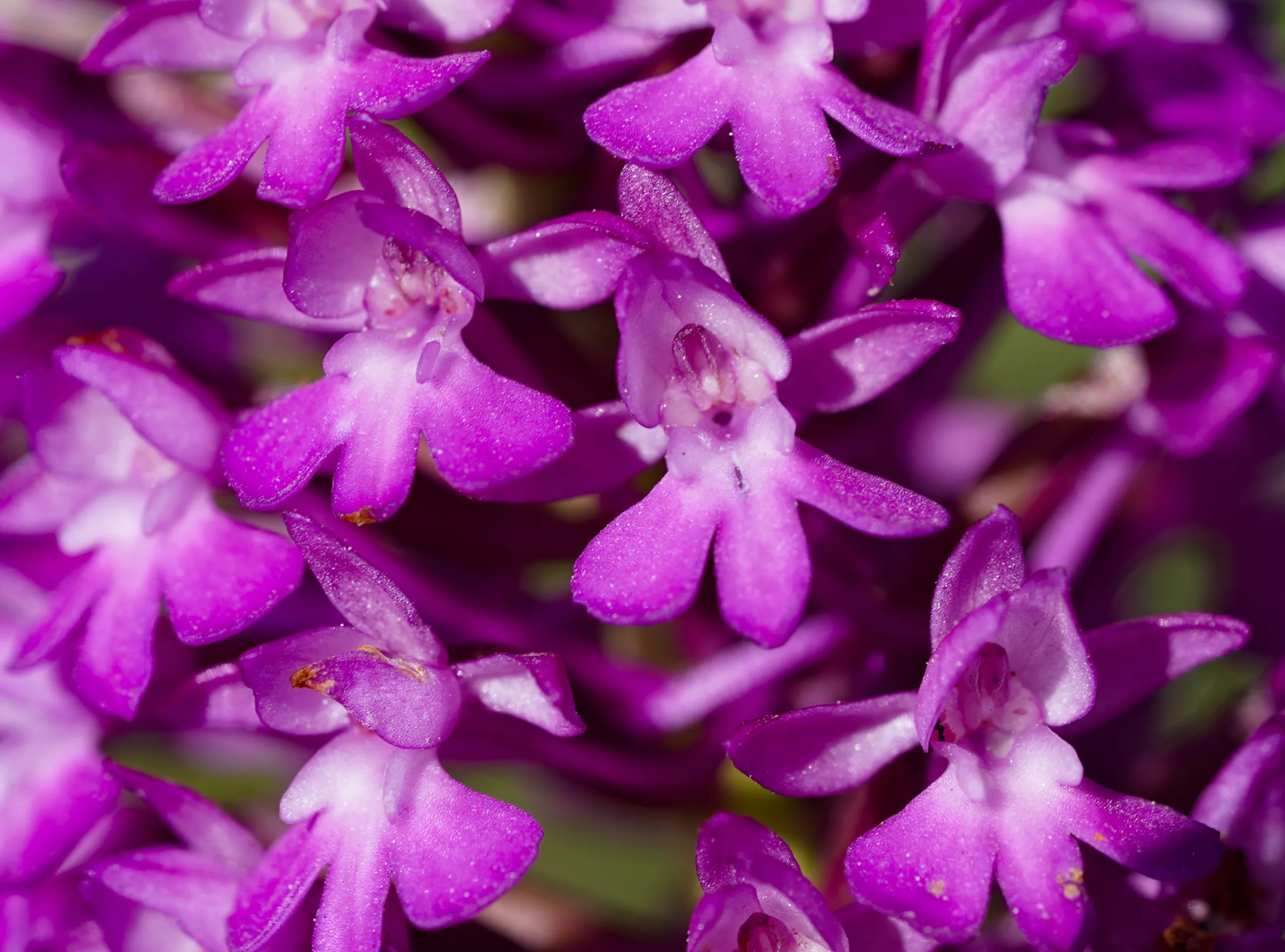 Anacamptis pyramidalis