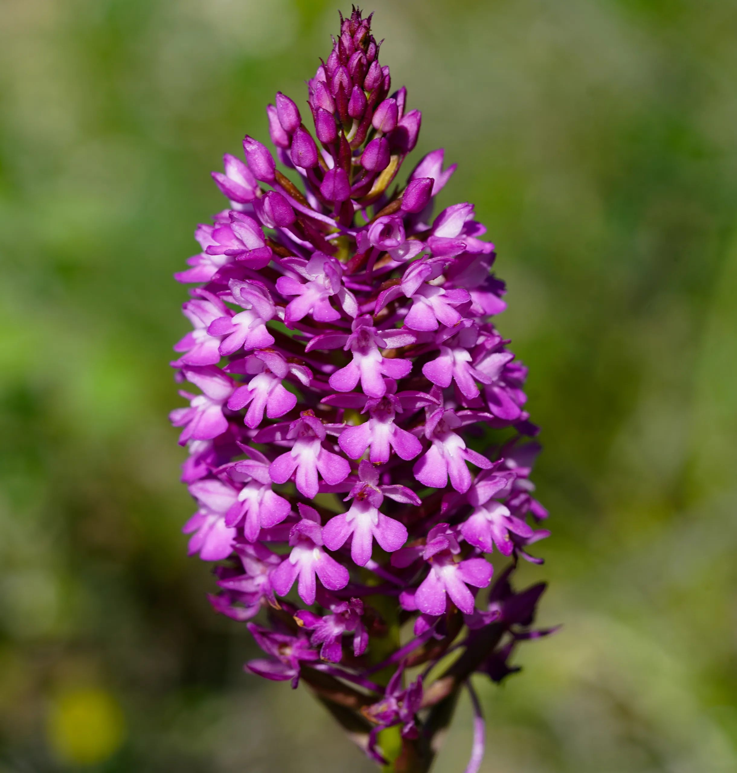 Anacamptis pyramidalis