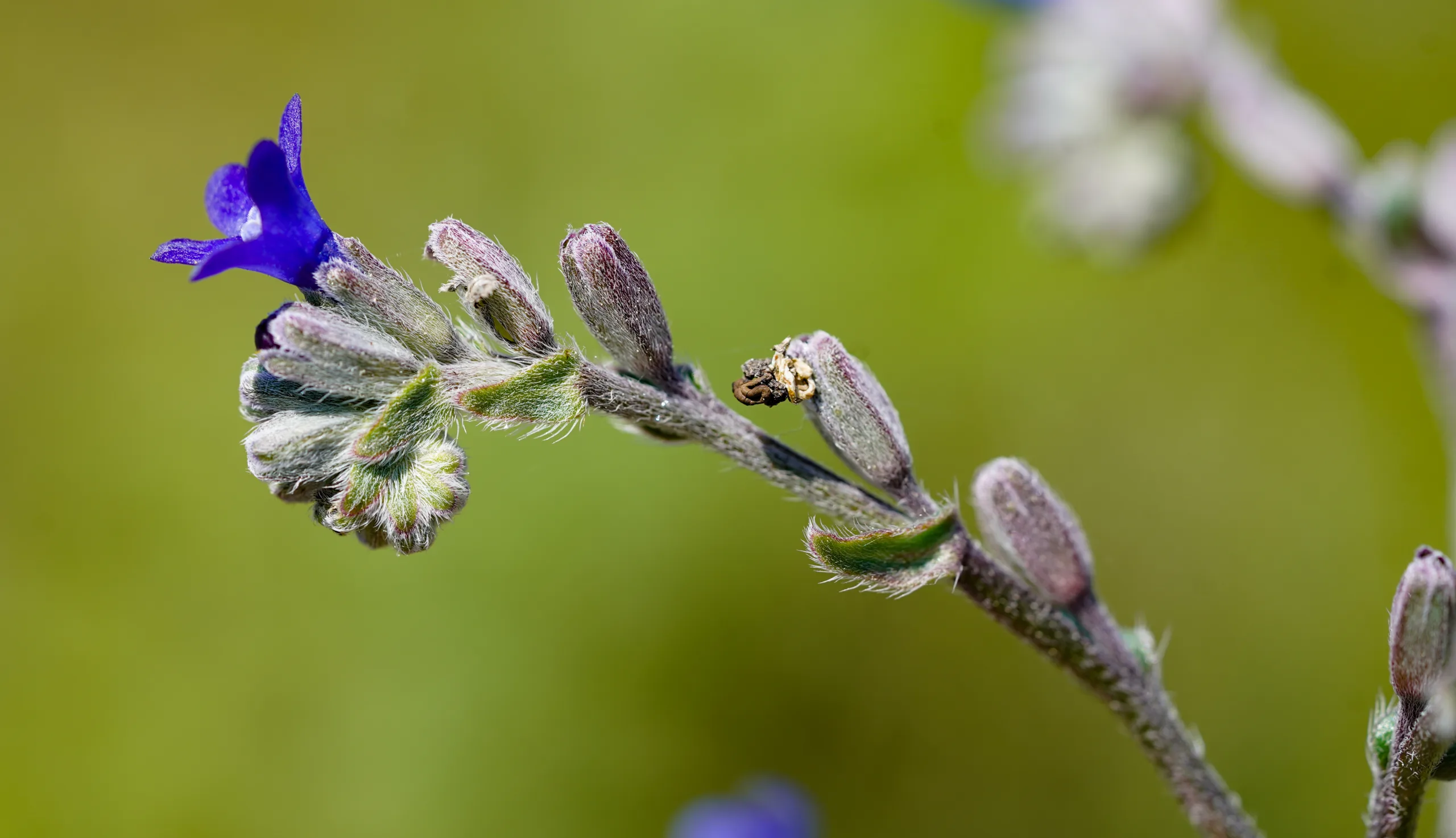 Anchusa leptophylla subsp. incana