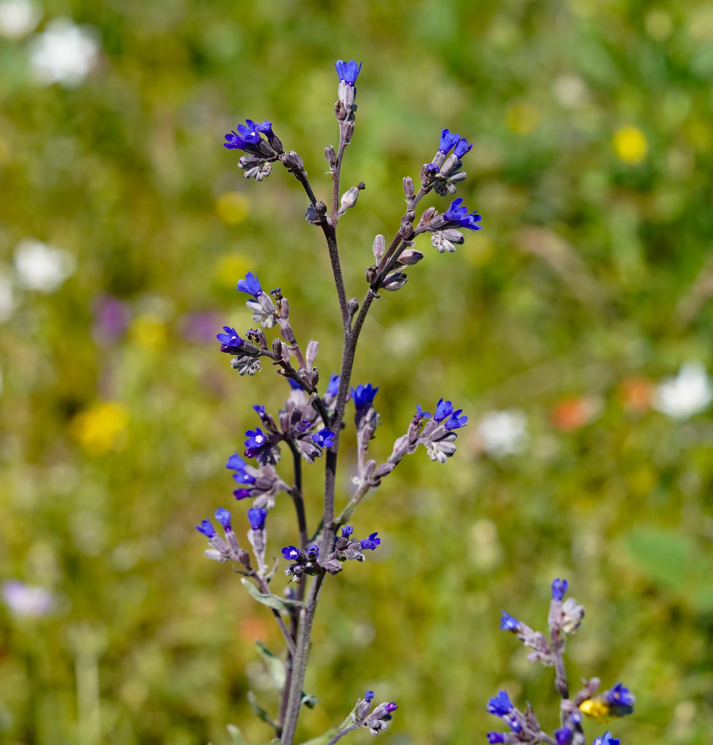 Anchusa leptophylla subsp. incana