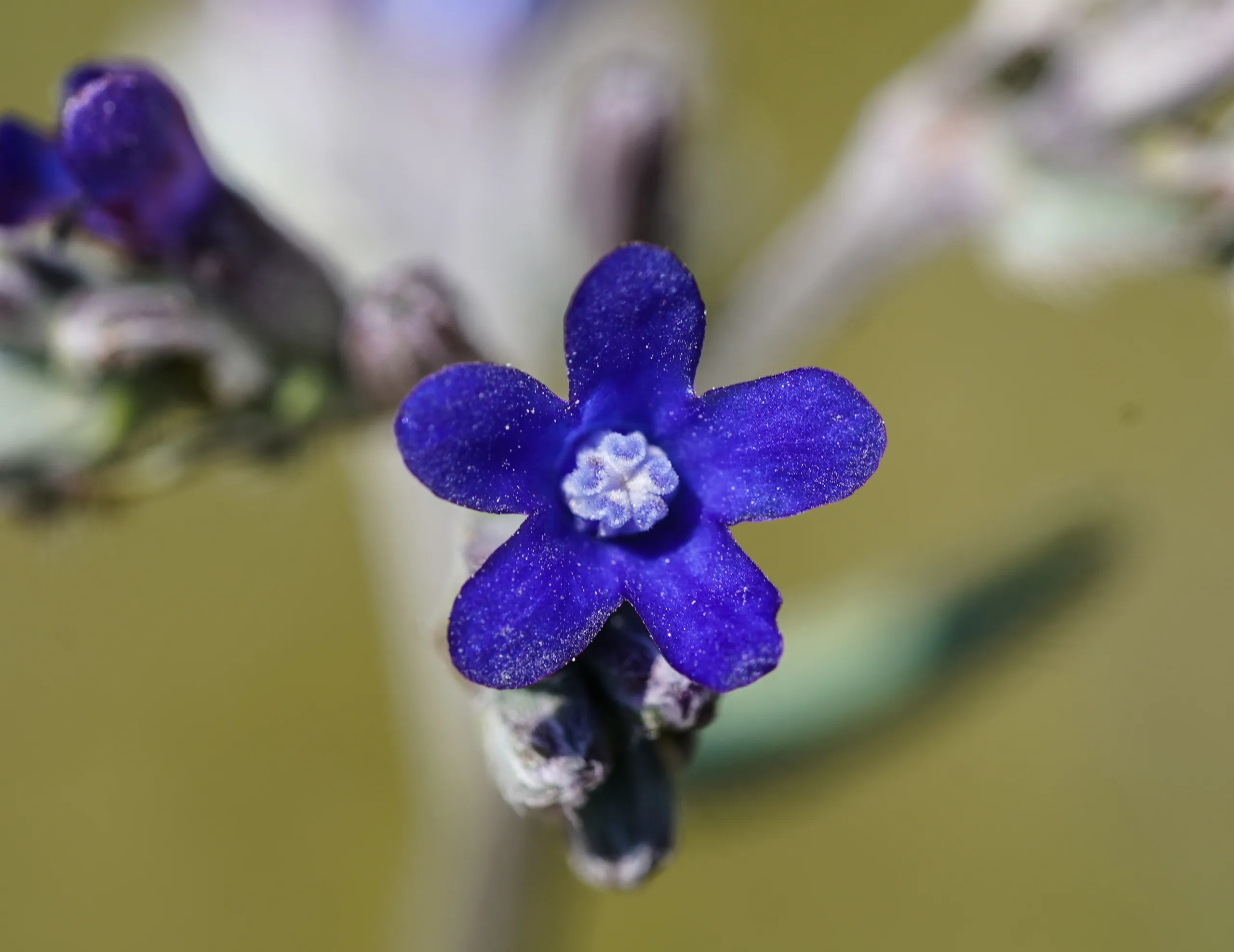 Anchusa leptophylla subsp. incana (Toklu başı)