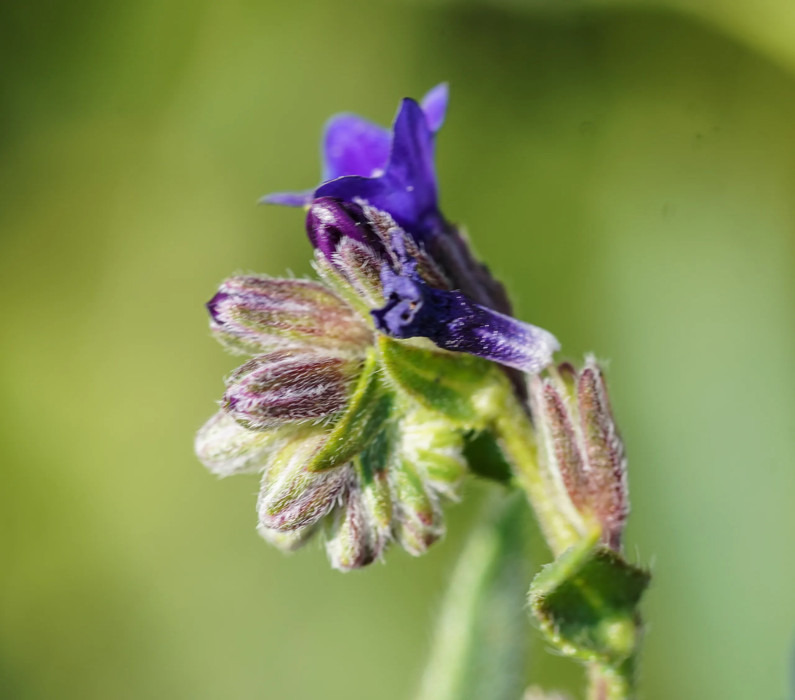 Anchusa officinalis
