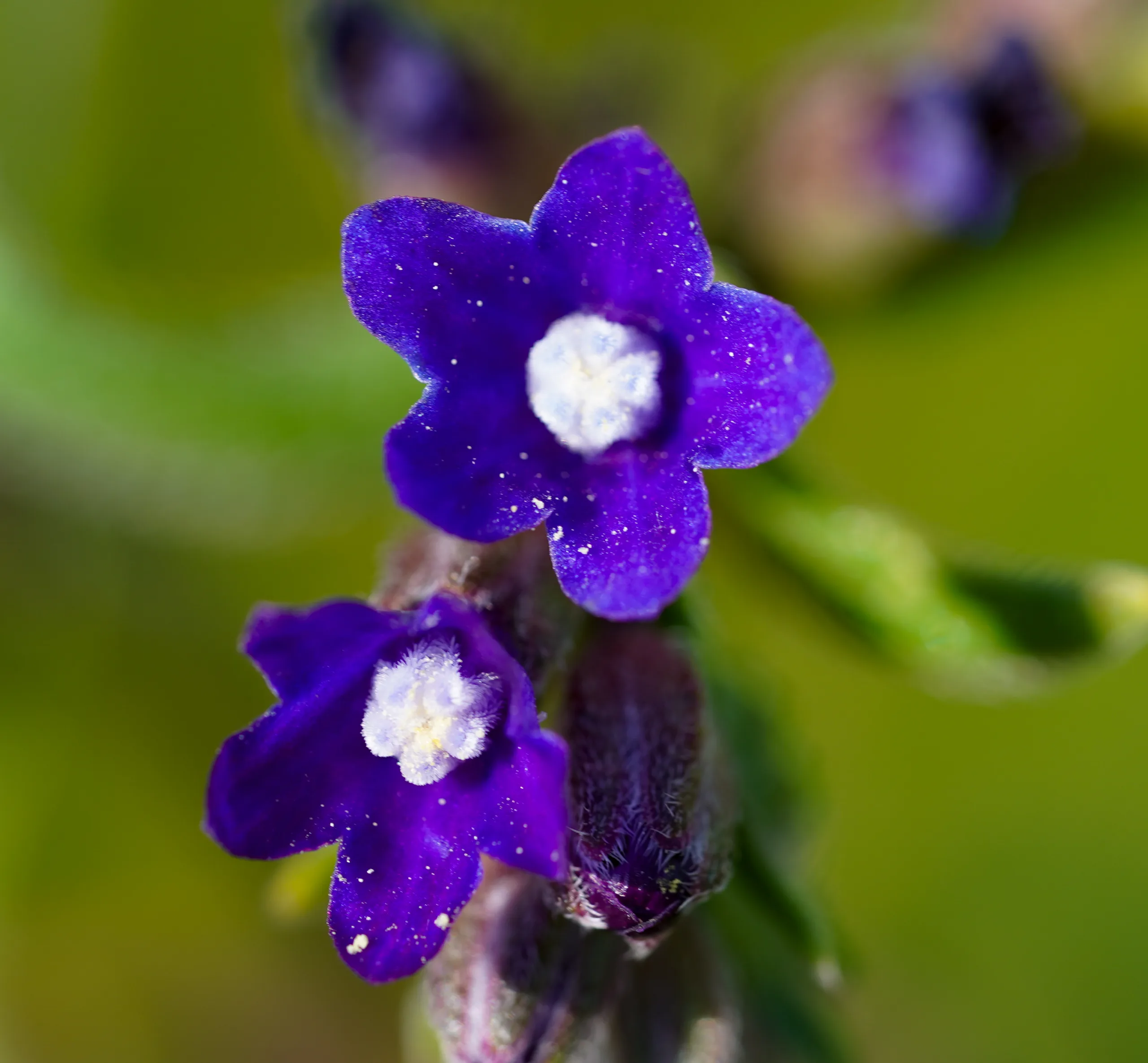 Anchusa officinalis