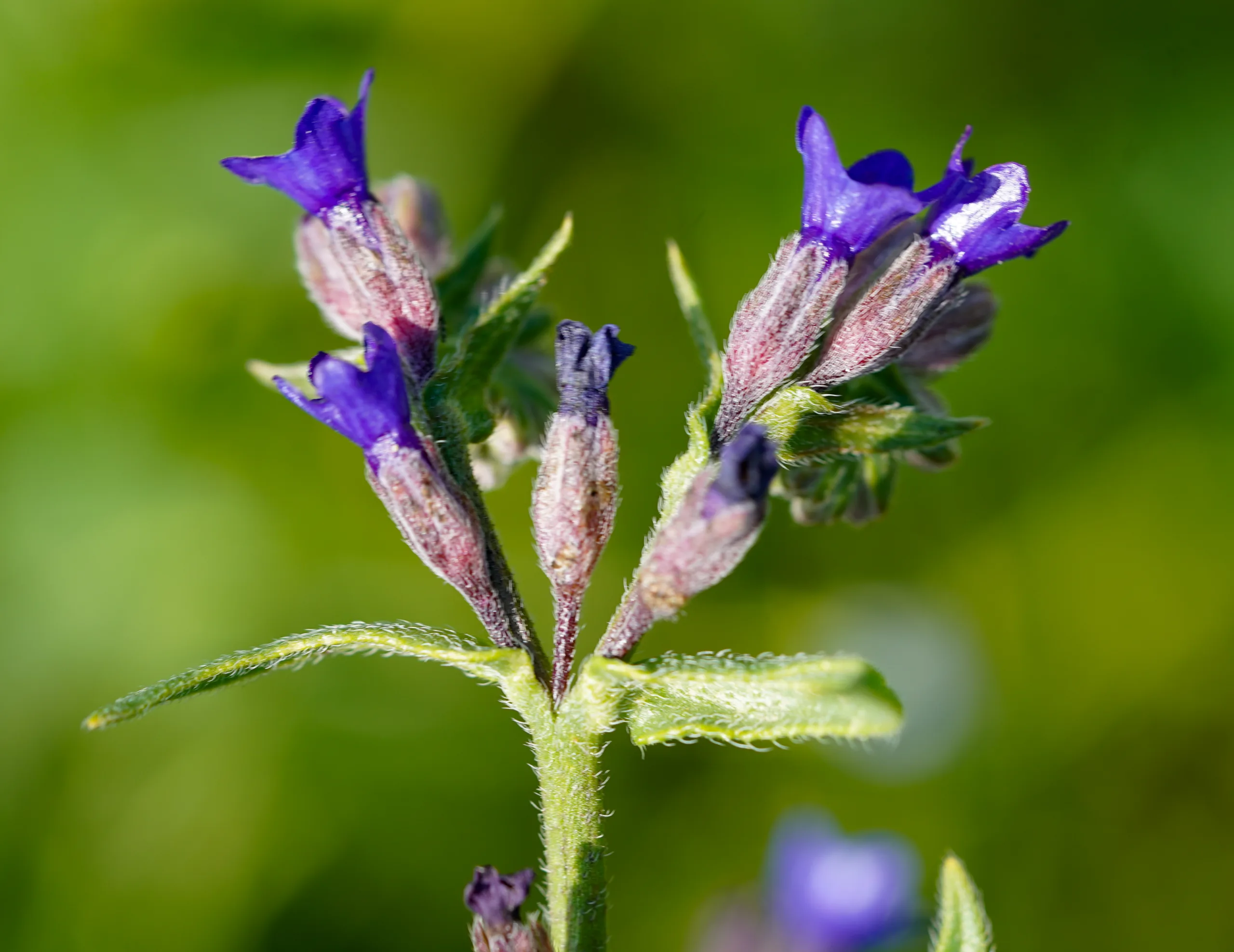 Anchusa officinalis