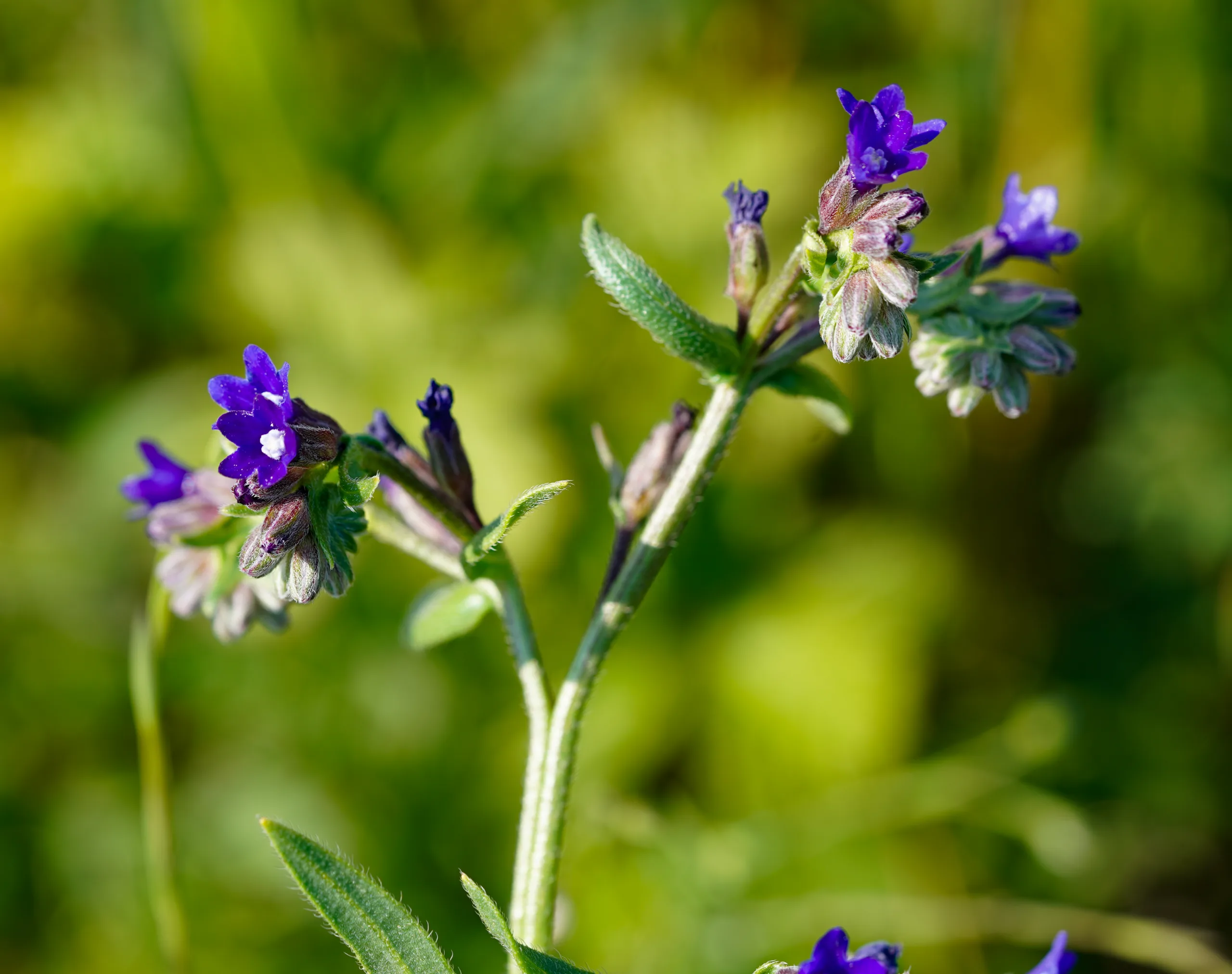Anchusa officinalis