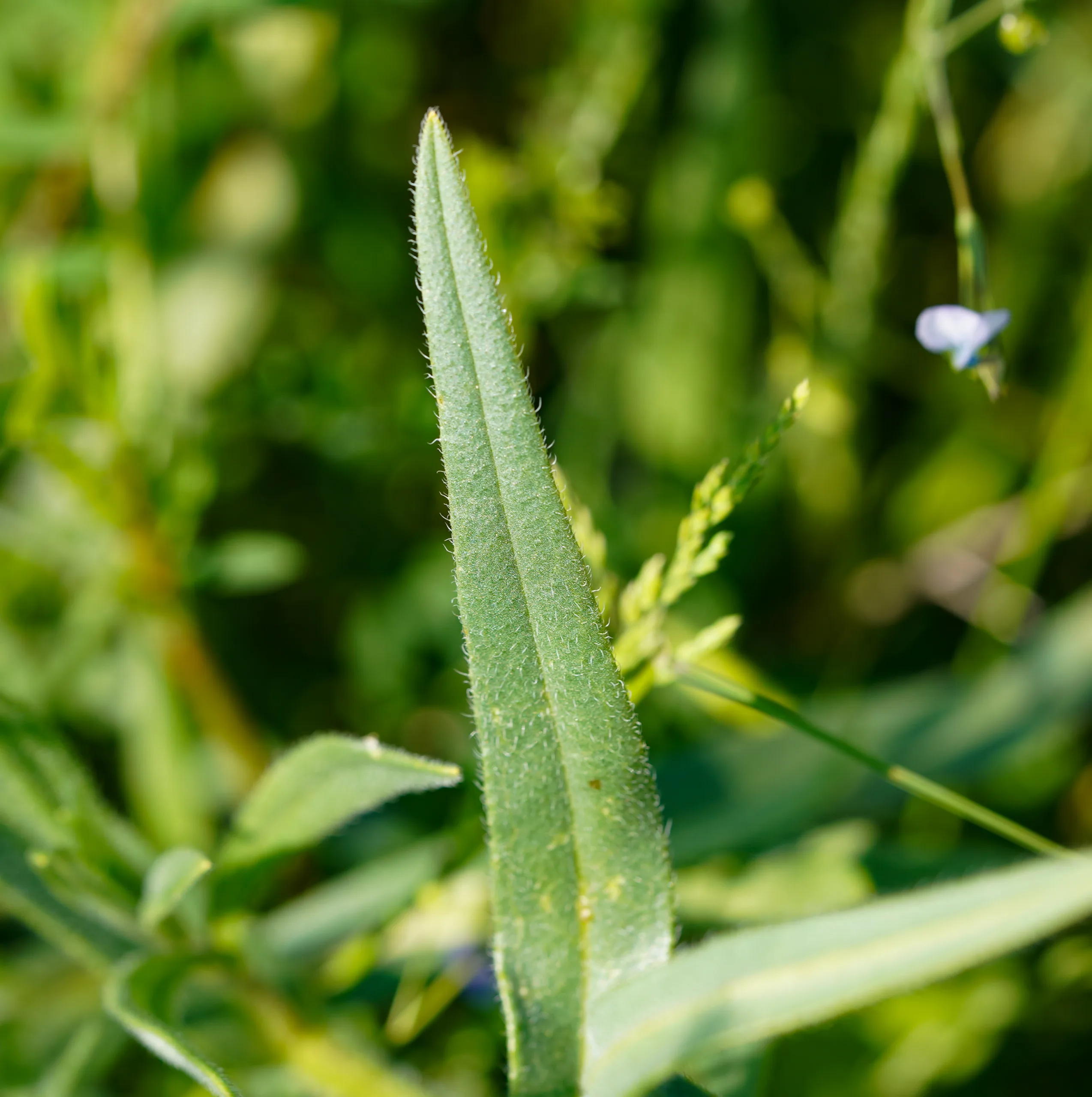 Anchusa officinalis