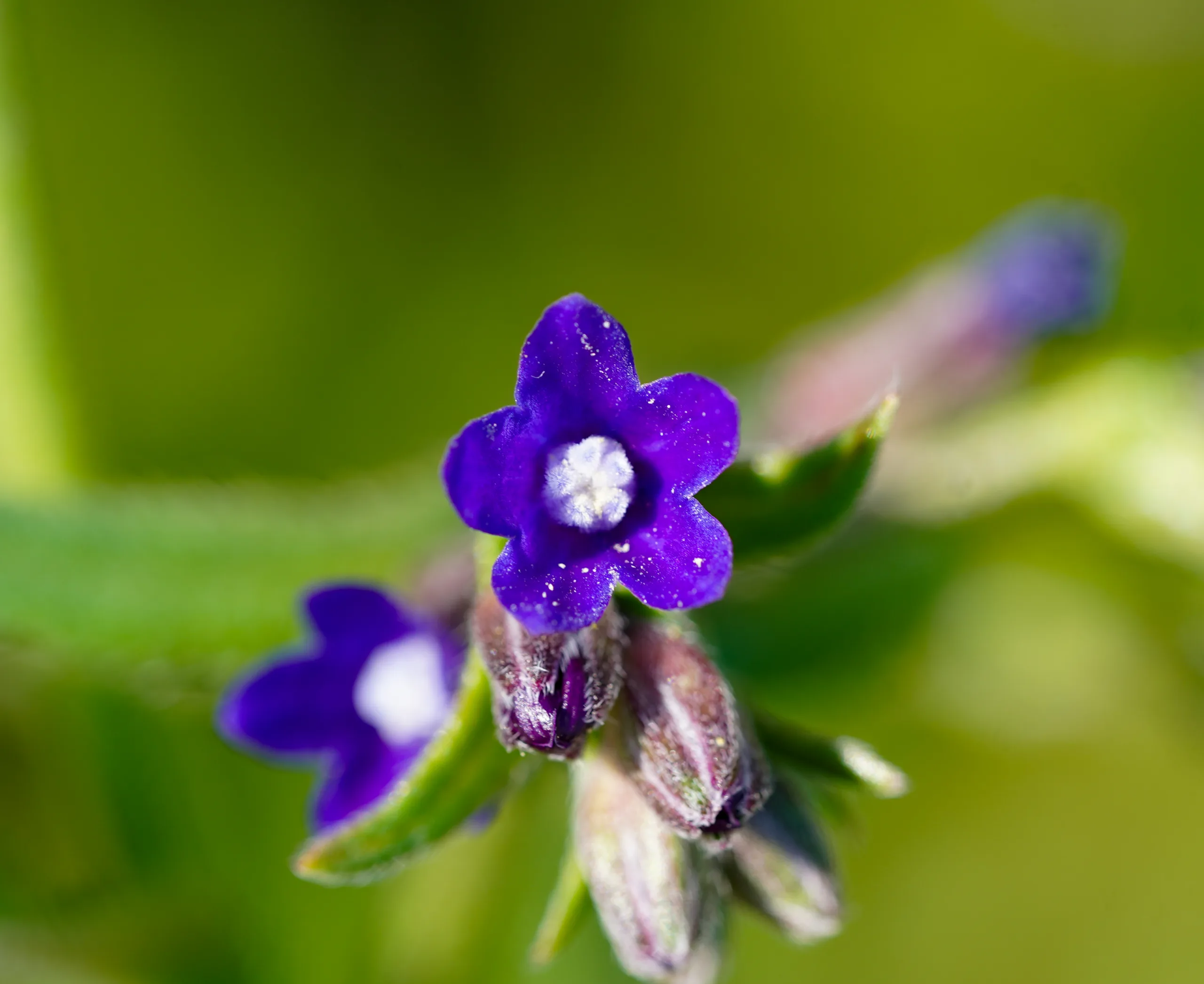Anchusa officinalis (Ballağan)