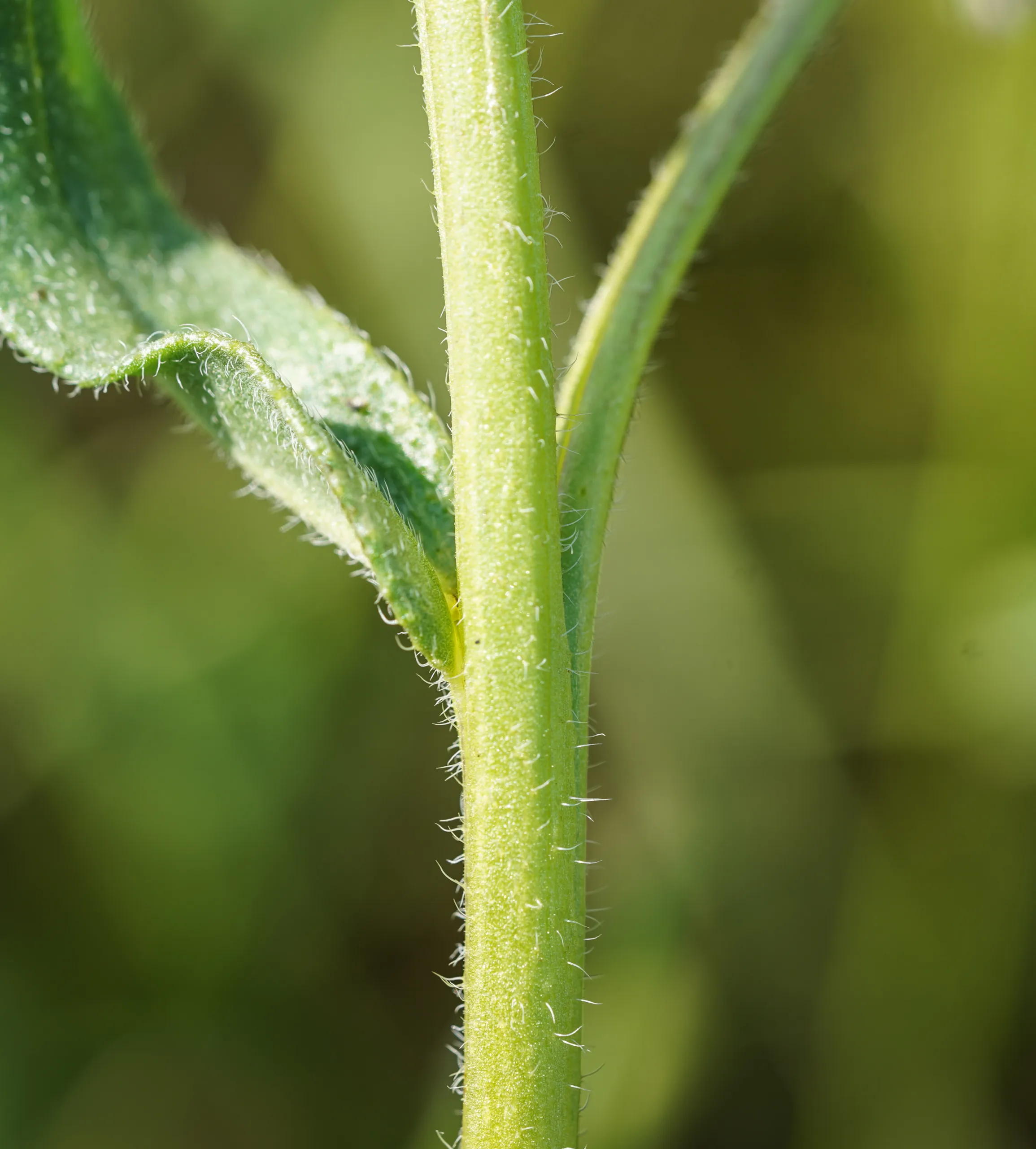 Anchusa officinalis
