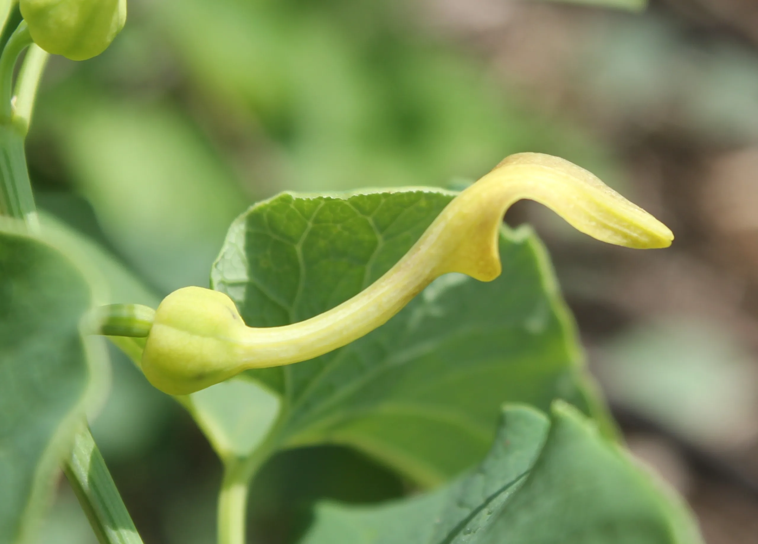 Aristolochia clematitis