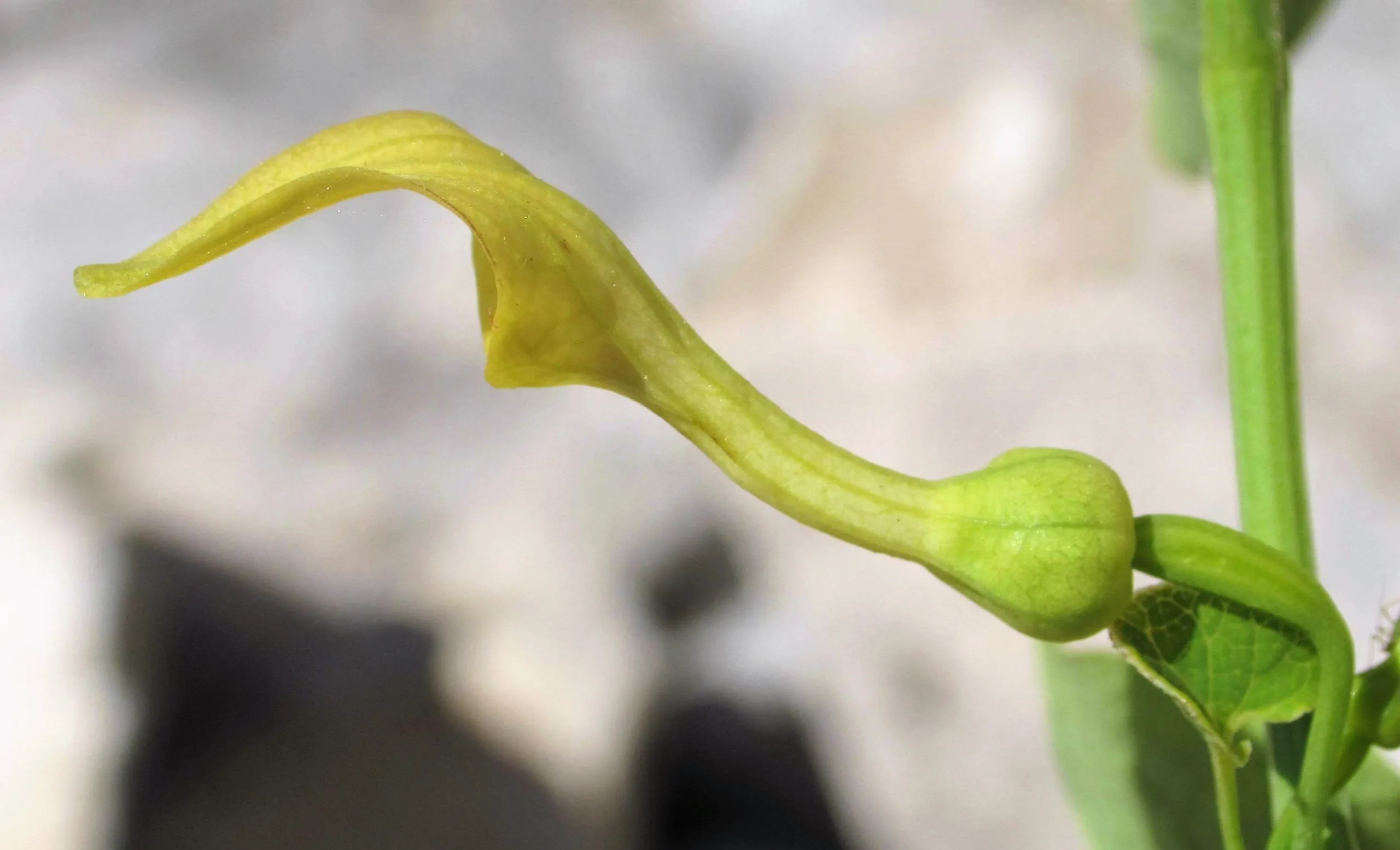 Aristolochia clematitis
