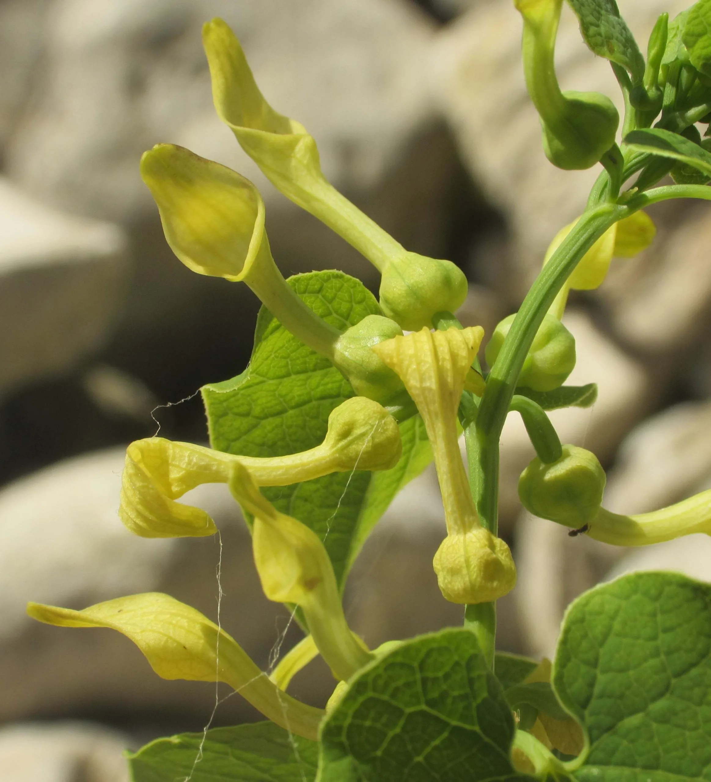 Aristolochia clematitis