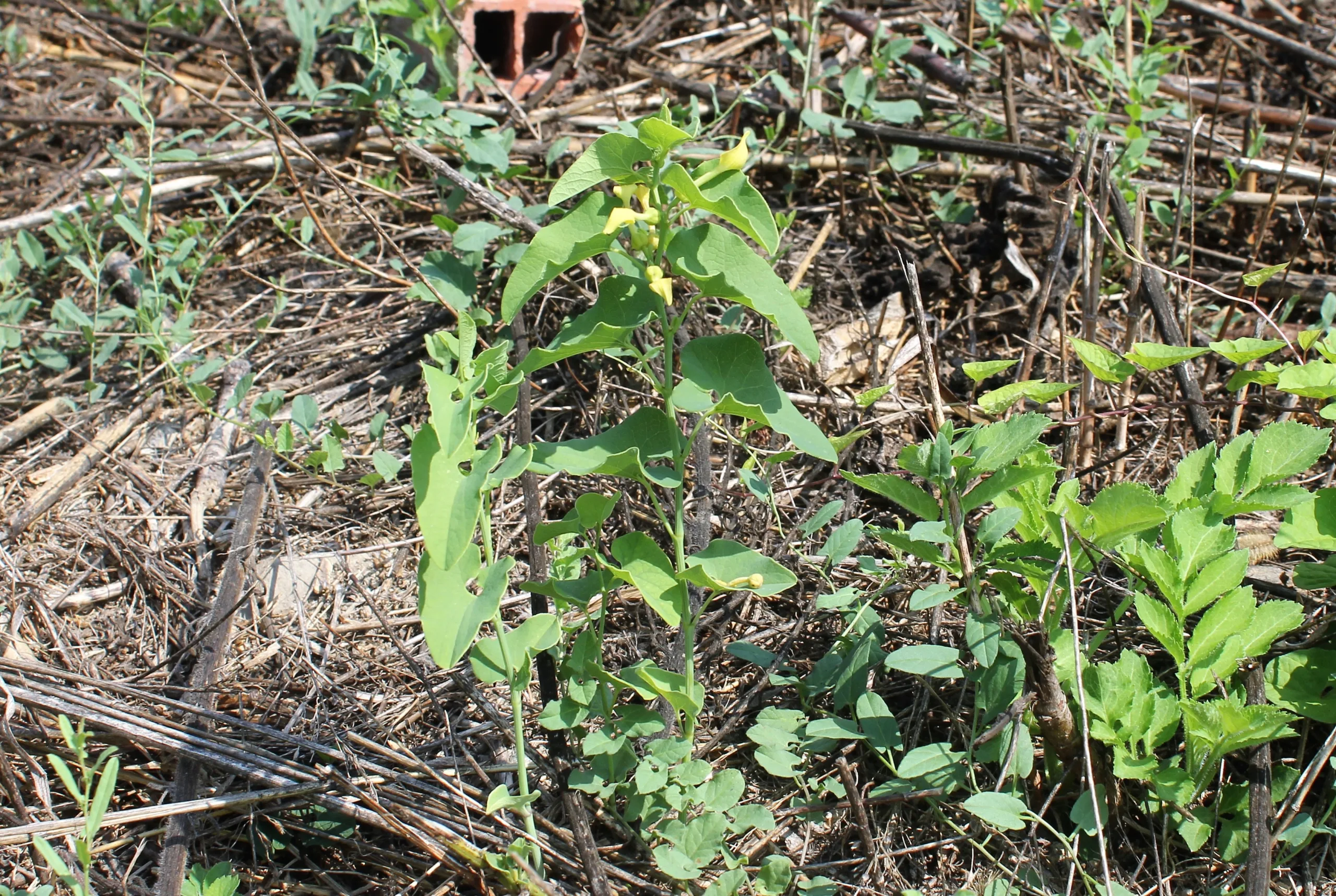 Aristolochia clematitis