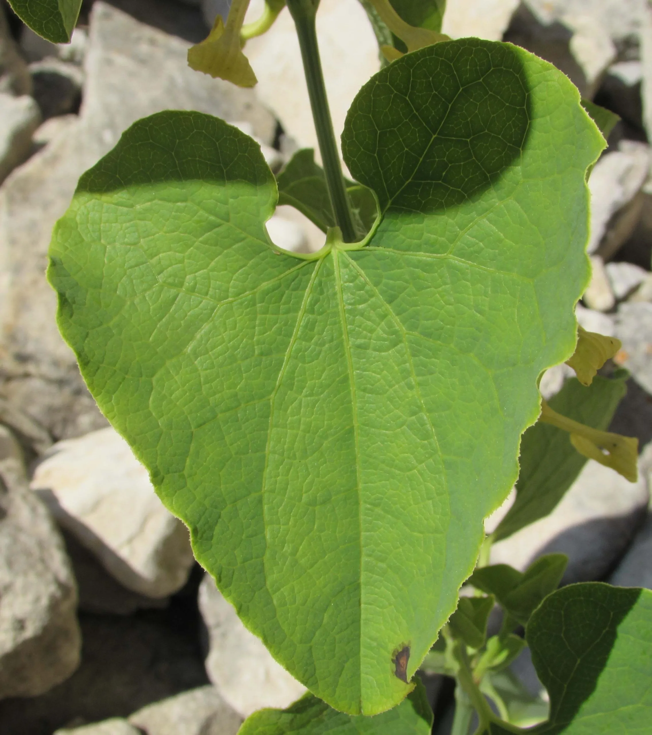 Aristolochia clematitis
