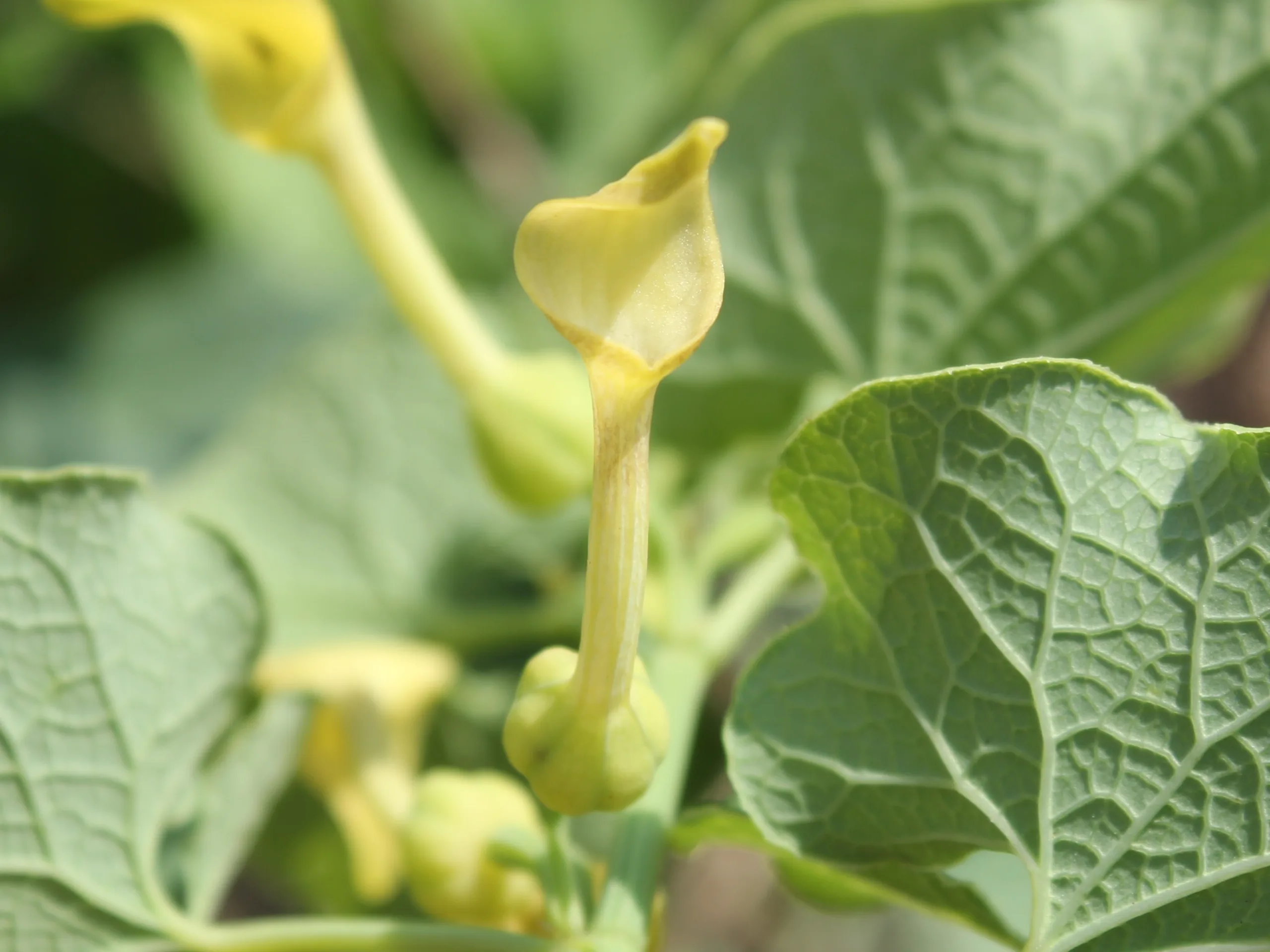 Aristolochia clematitis