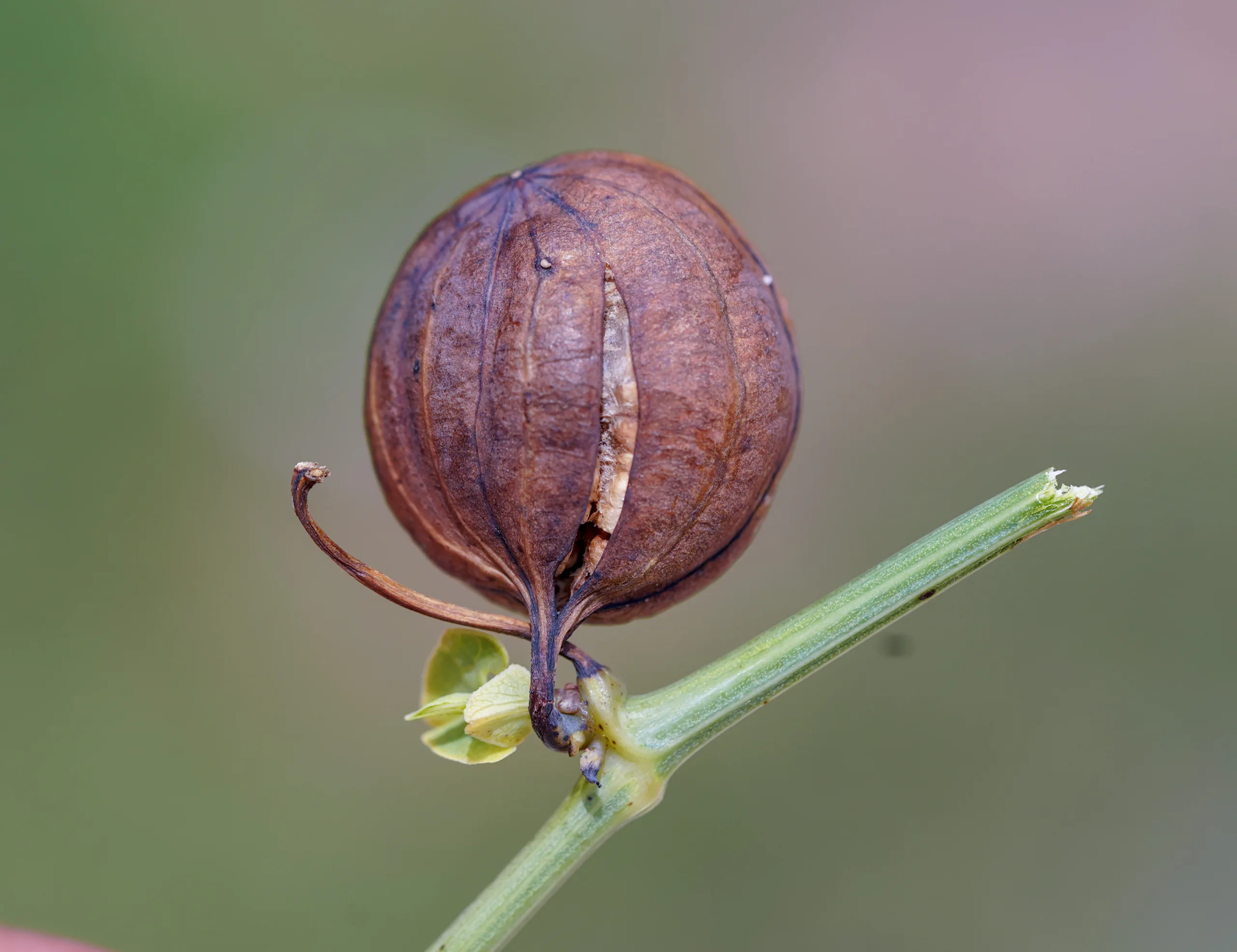 Aristolochia clematitis