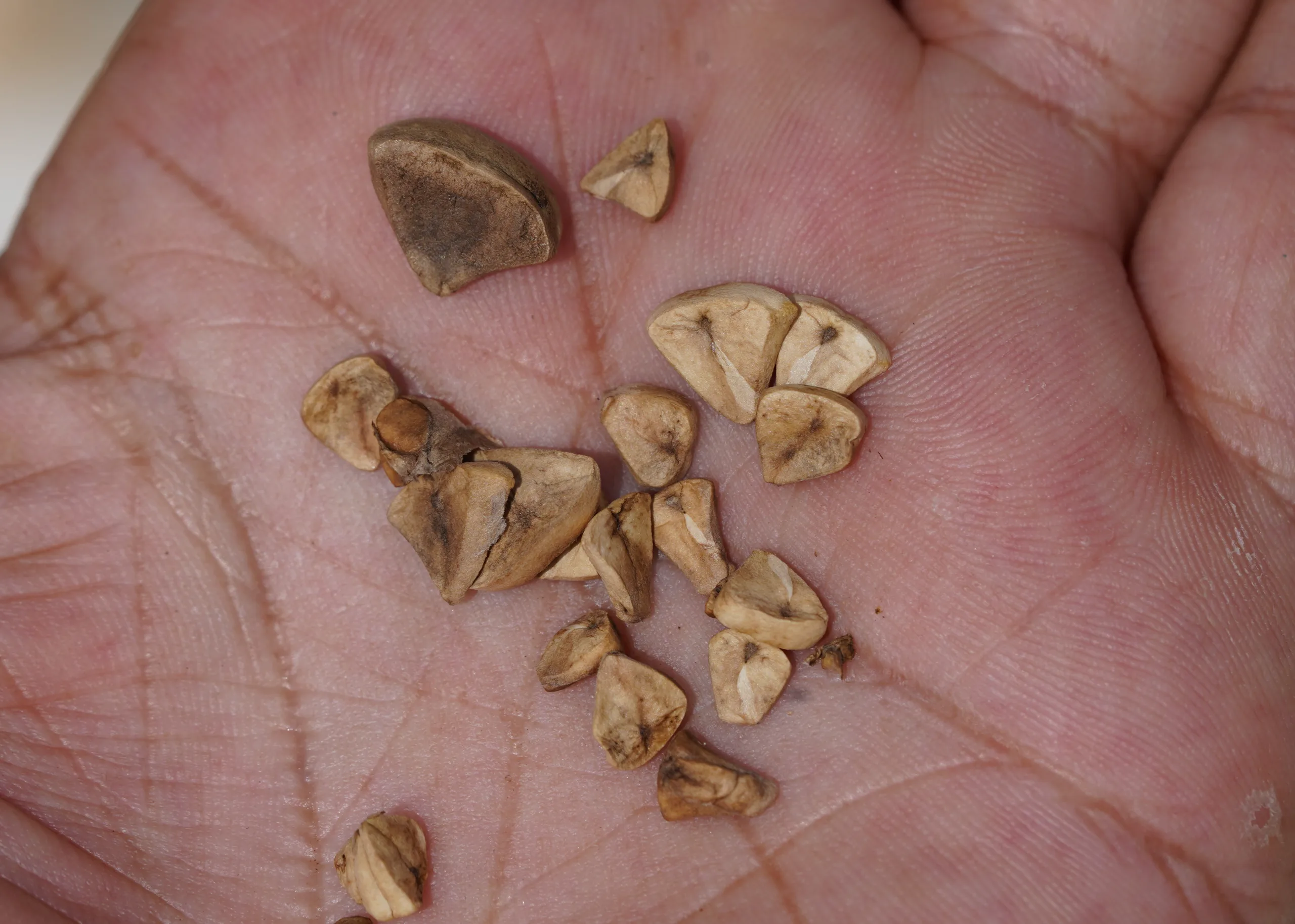 Aristolochia clematitis