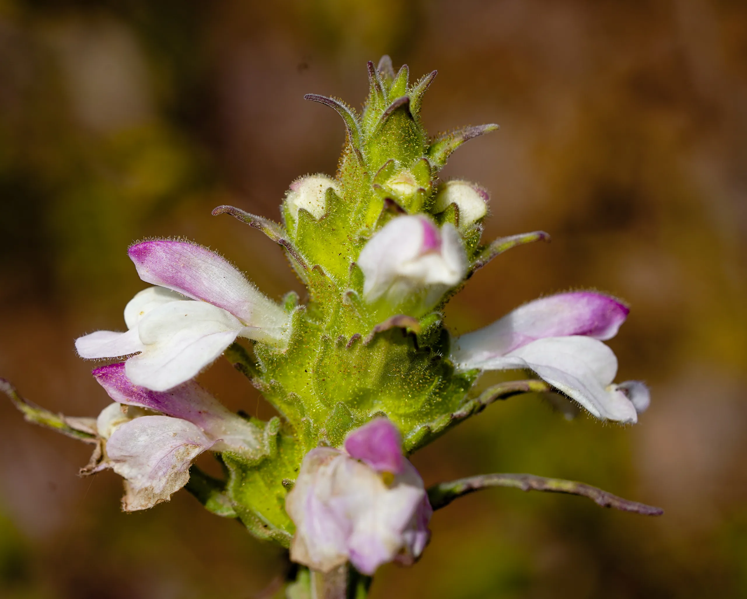 Bellardia trixago