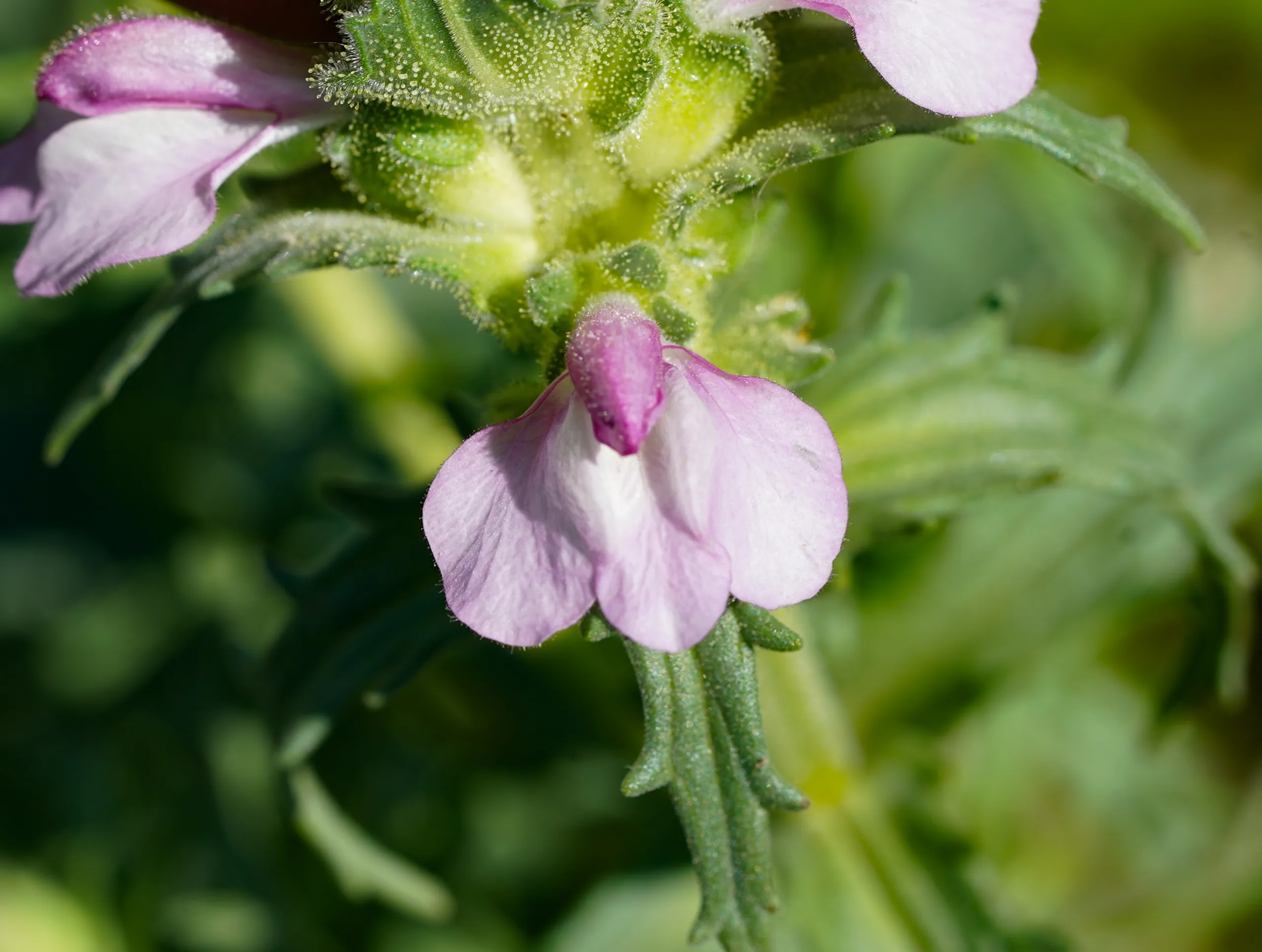 Bellardia trixago