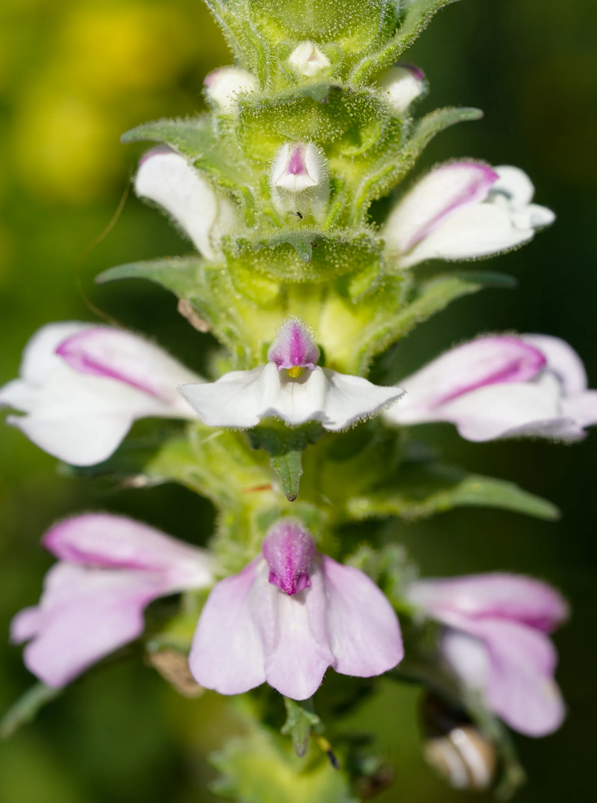 Bellardia trixago