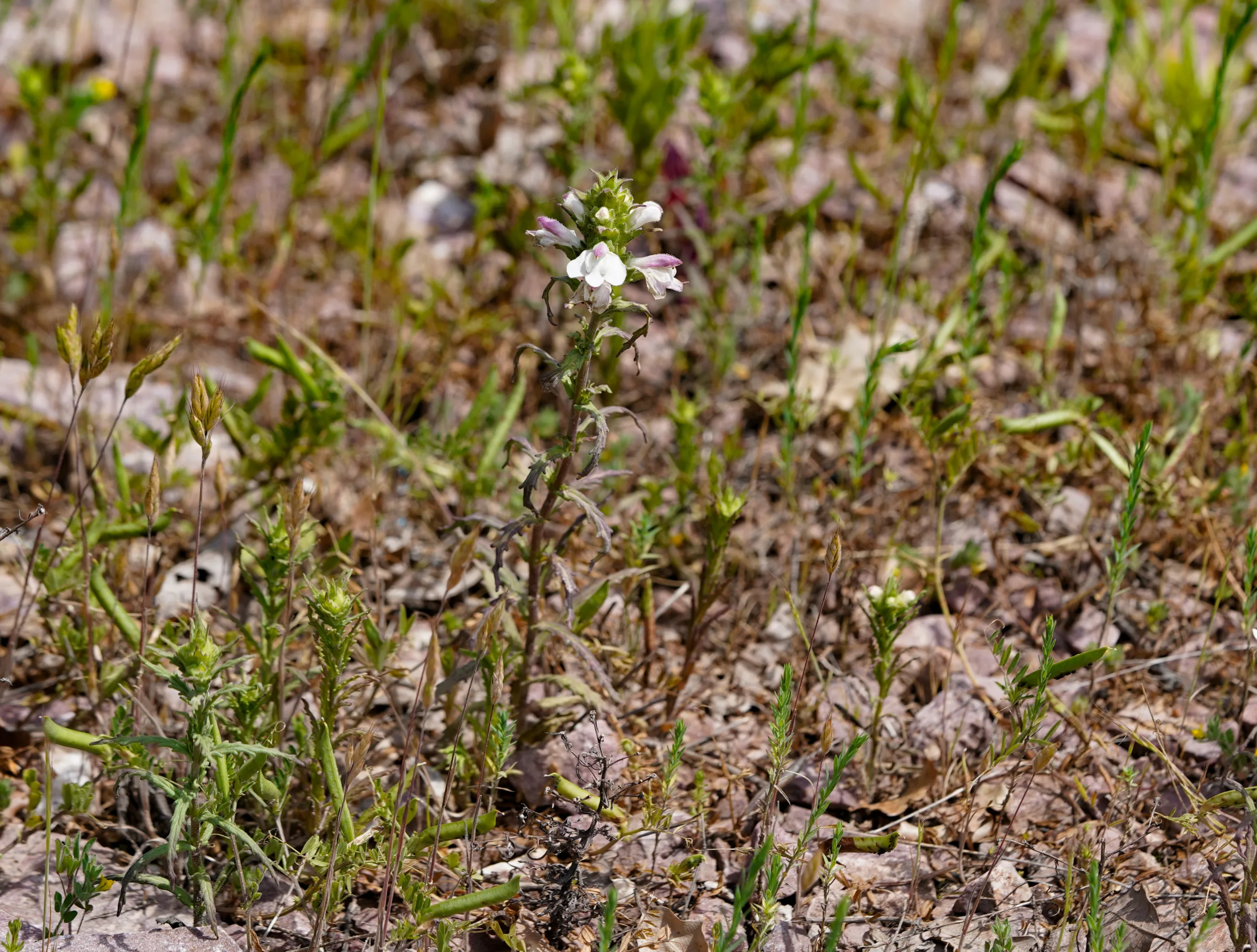 Bellardia trixago