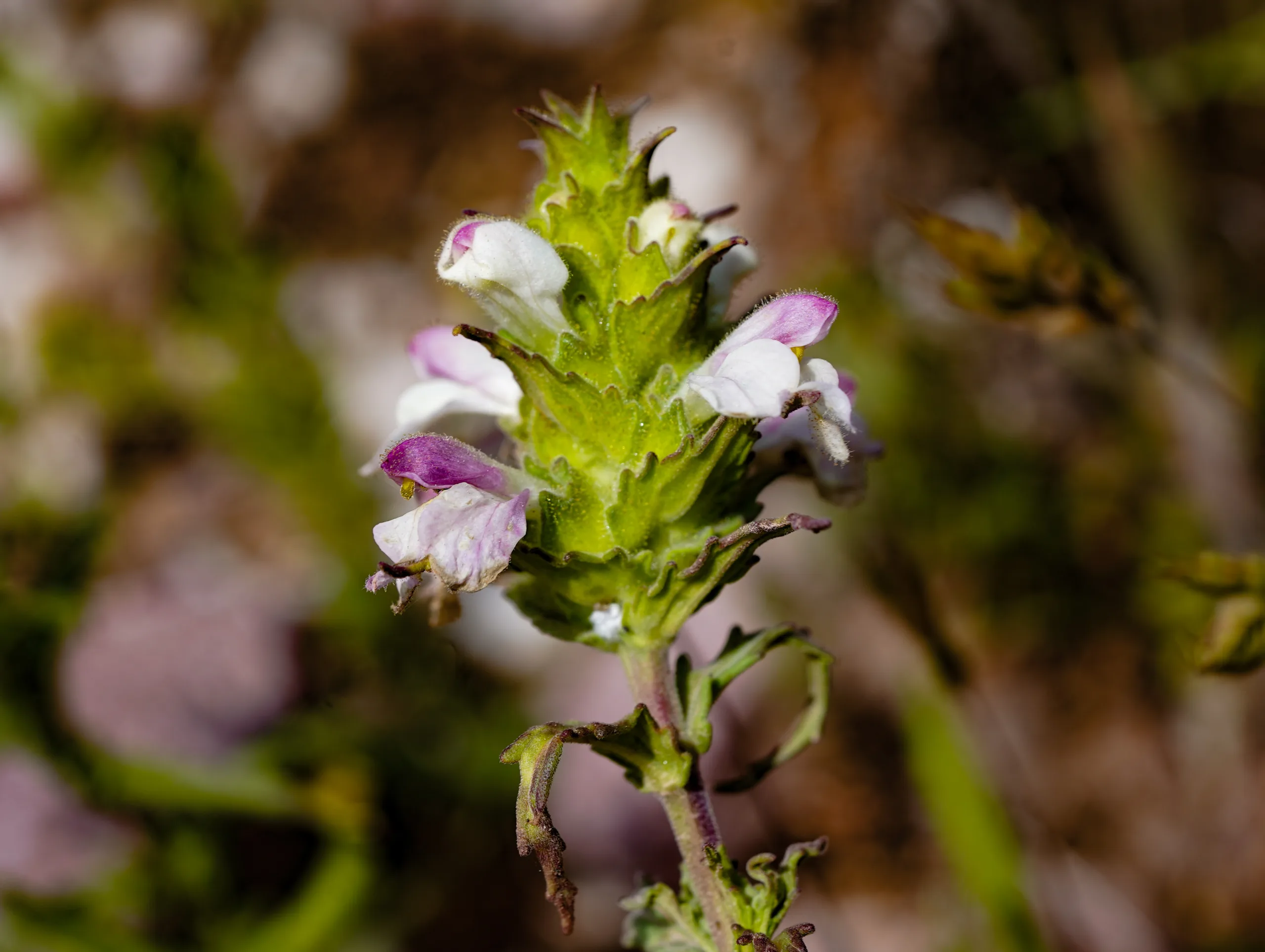 Bellardia trixago