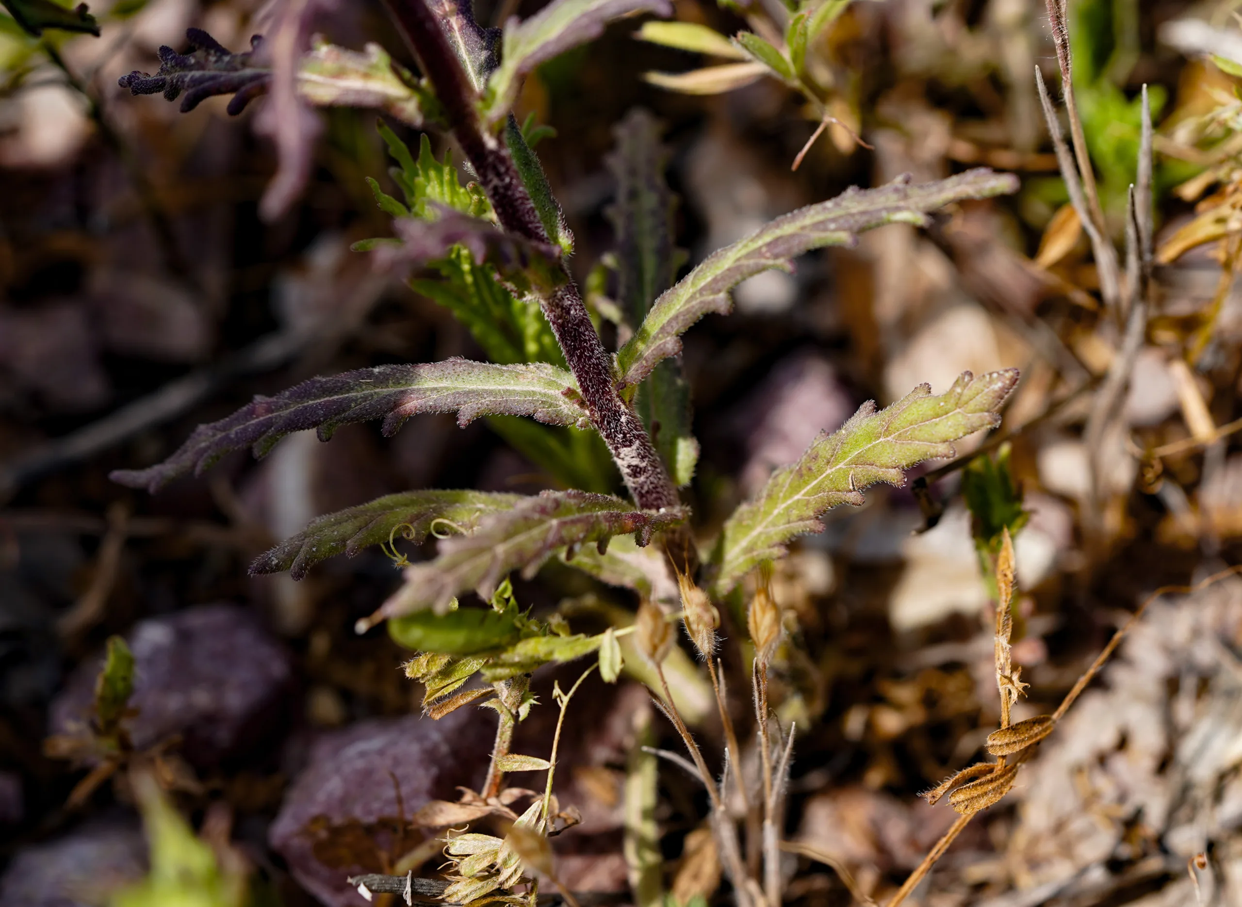 Bellardia trixago