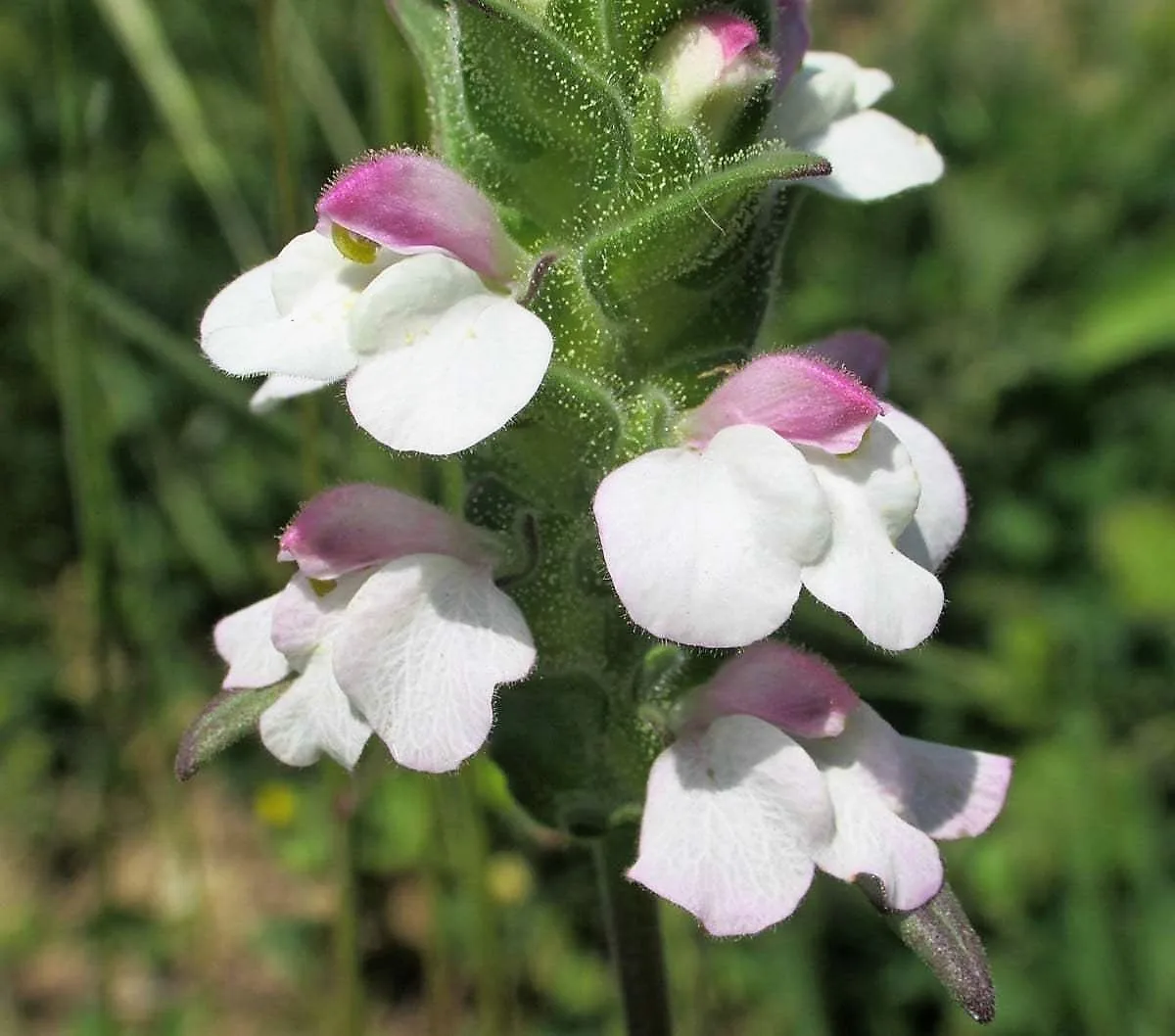Bellardia trixago
