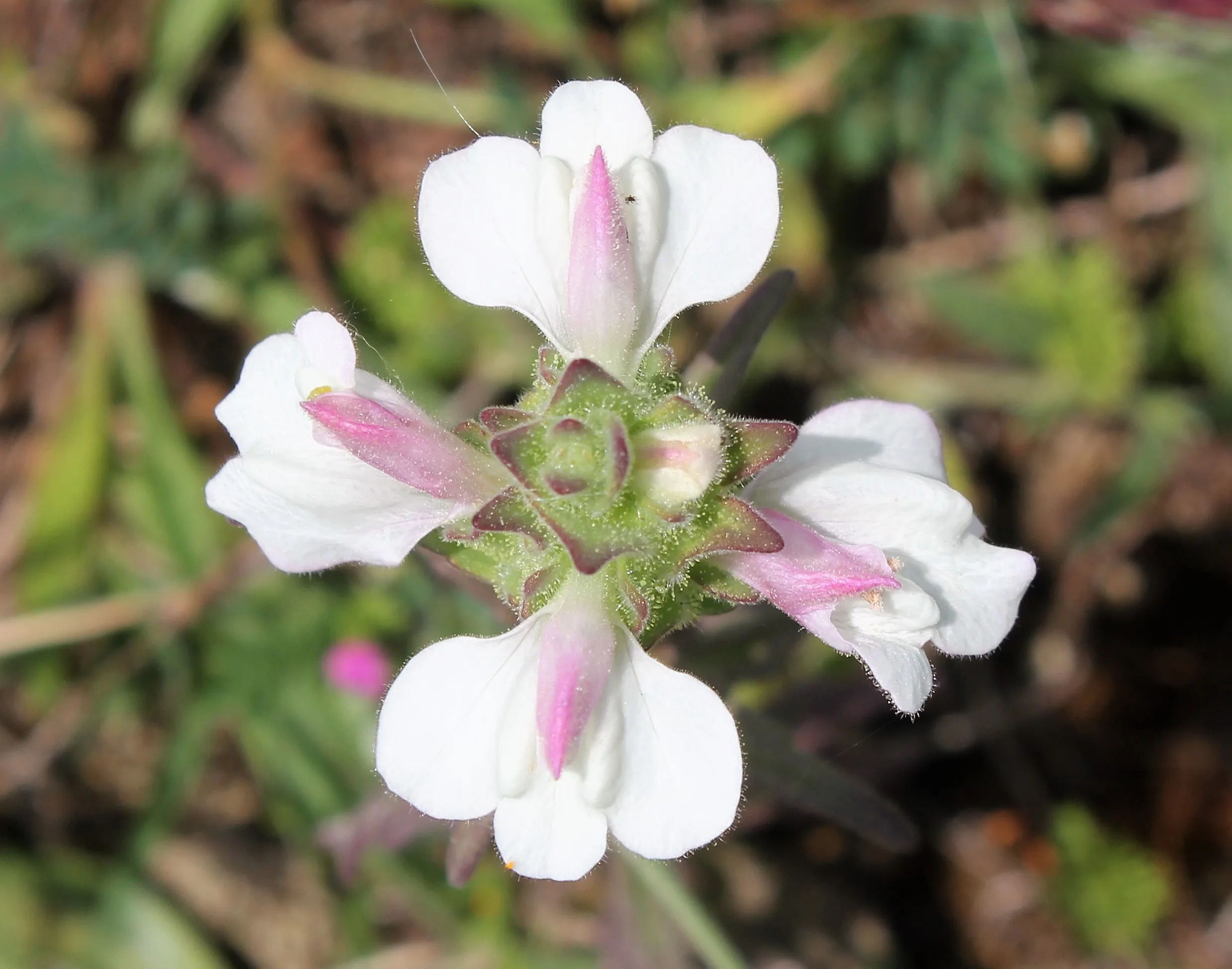 Bellardia trixago