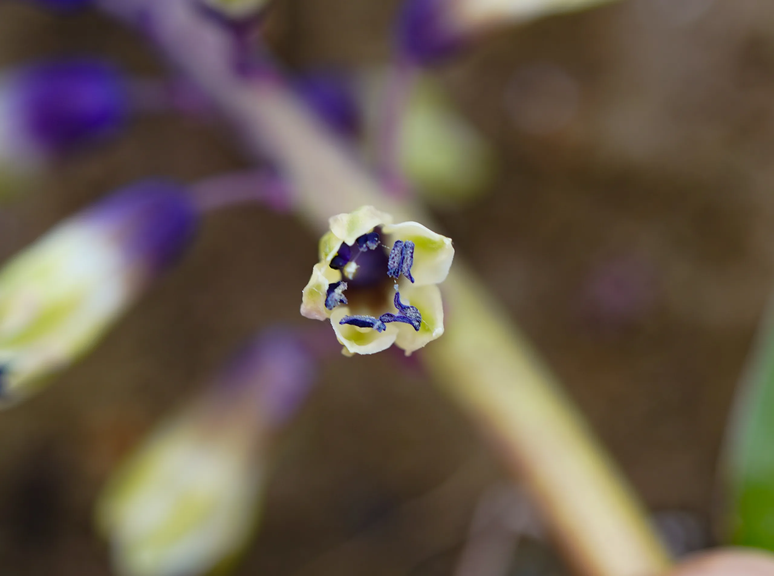 Bellevalia trifoliata